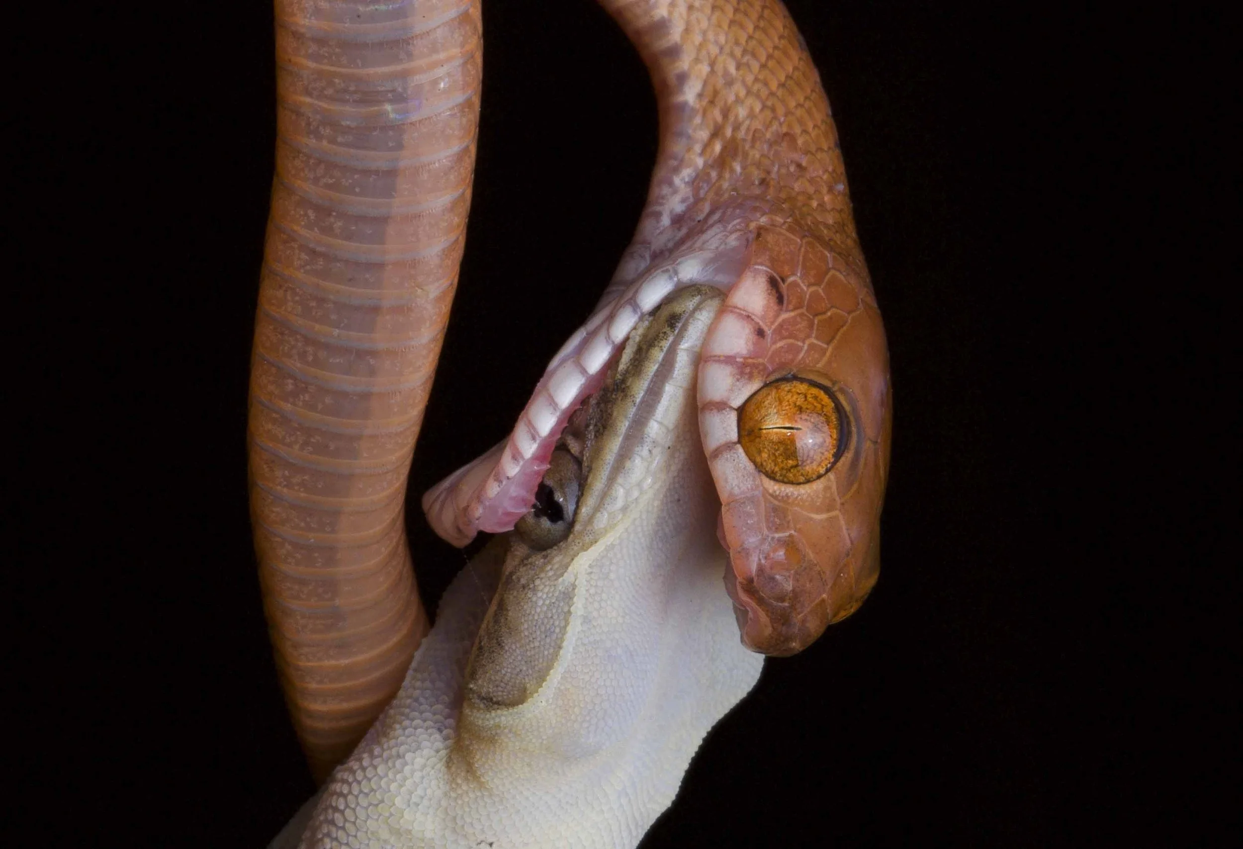 Close-up of a gecko and a snake intertwined on a dark background.