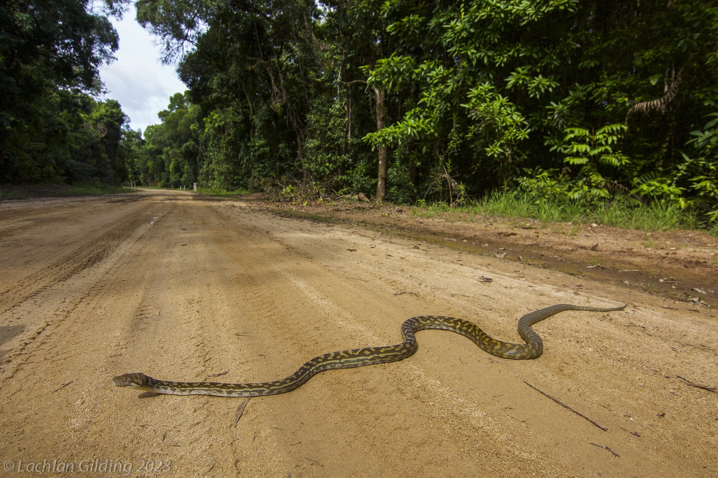 A snake on a dirt road surrounded by dense green forest.