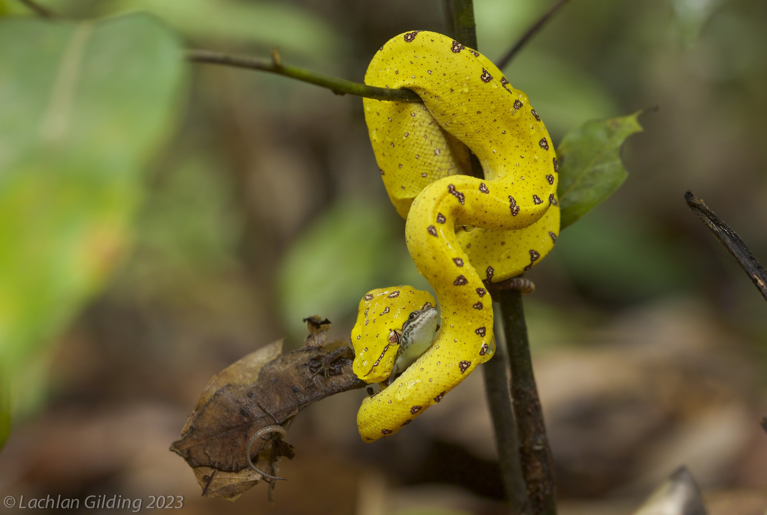 Green tree python (Morelia viridis) coiled around a branch in a forest, with a small frog near its head on the branch.