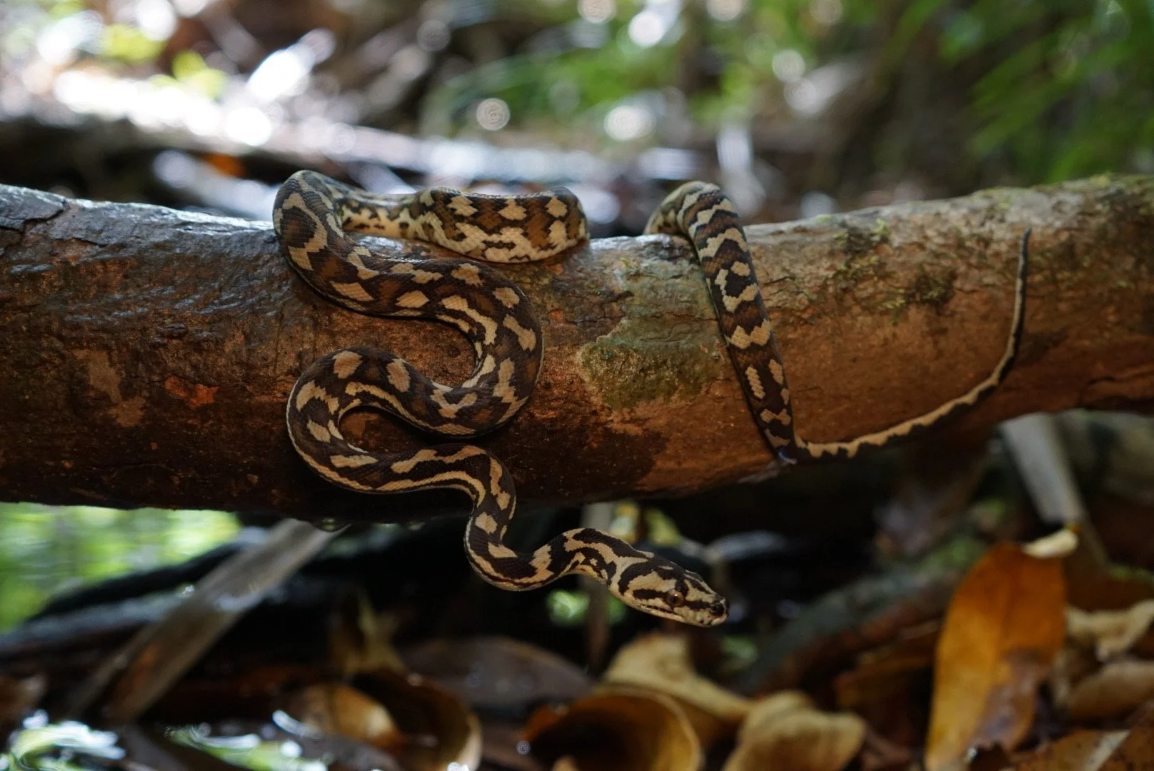 A patterned snake with dark brown, tan, and cream colors, slithering on a tree branch in a forest environment.