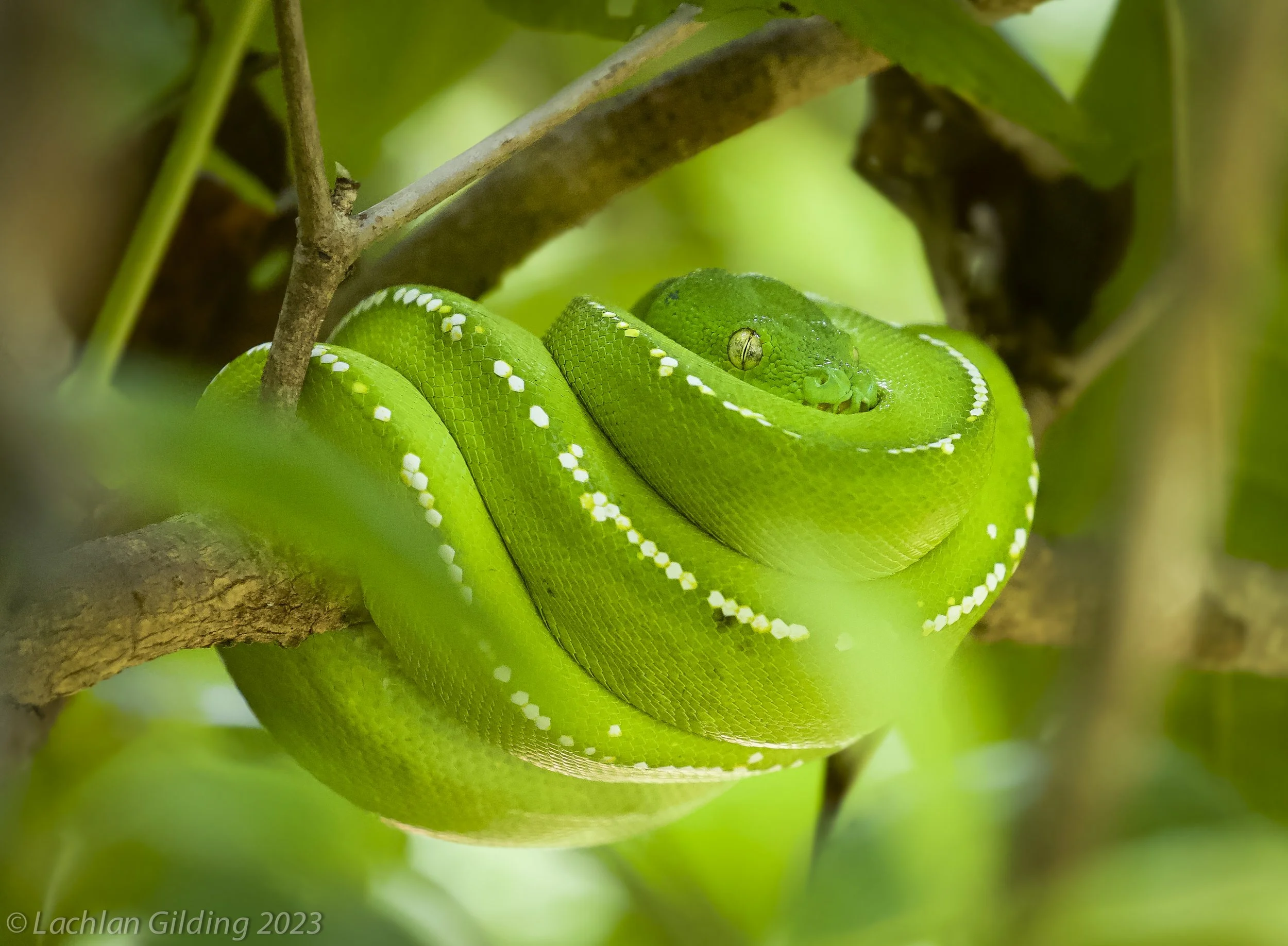 Green tree python (Morelia viridis)  resting on tree branches surrounded by green leaves.