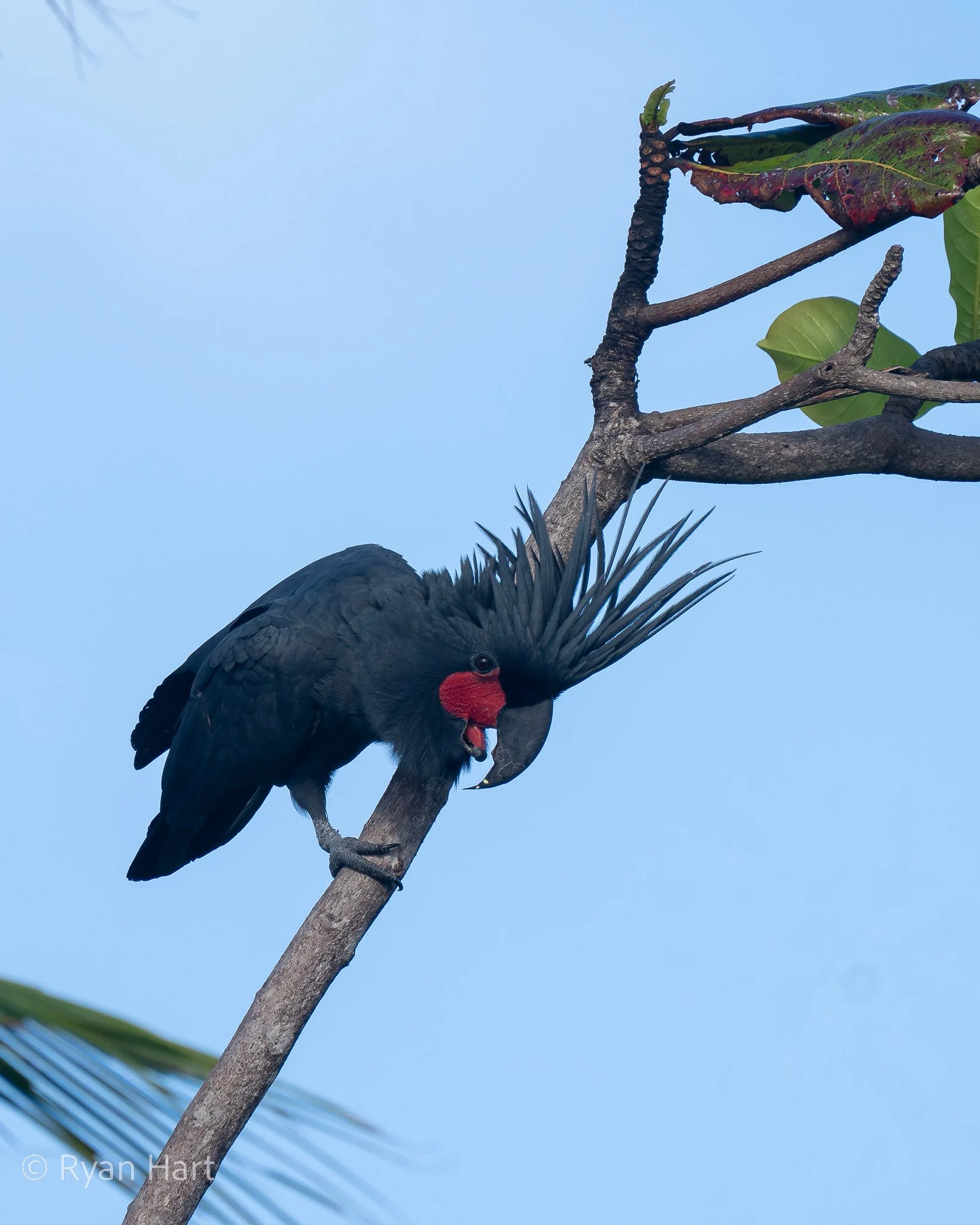 A Palm cockatoo (Probosciger aterrimus) perched on a tree branch against a clear blue sky.