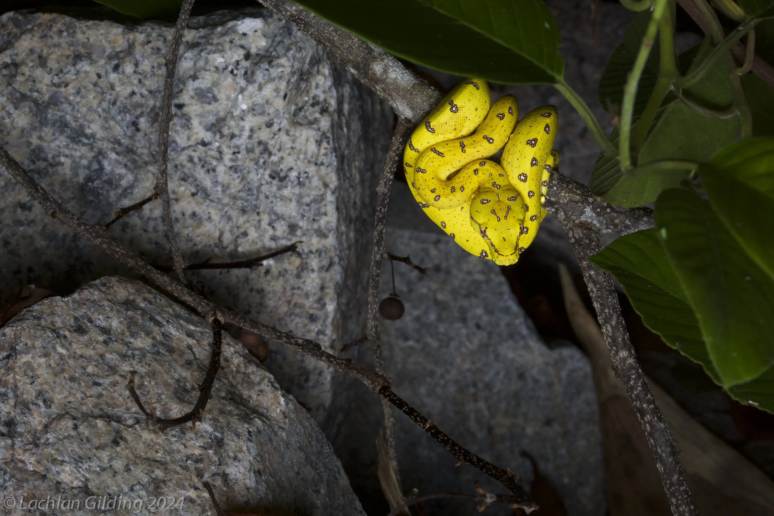 A Green tree python (Morelia viridis) curled up on a branch next to rocks and green foliage.