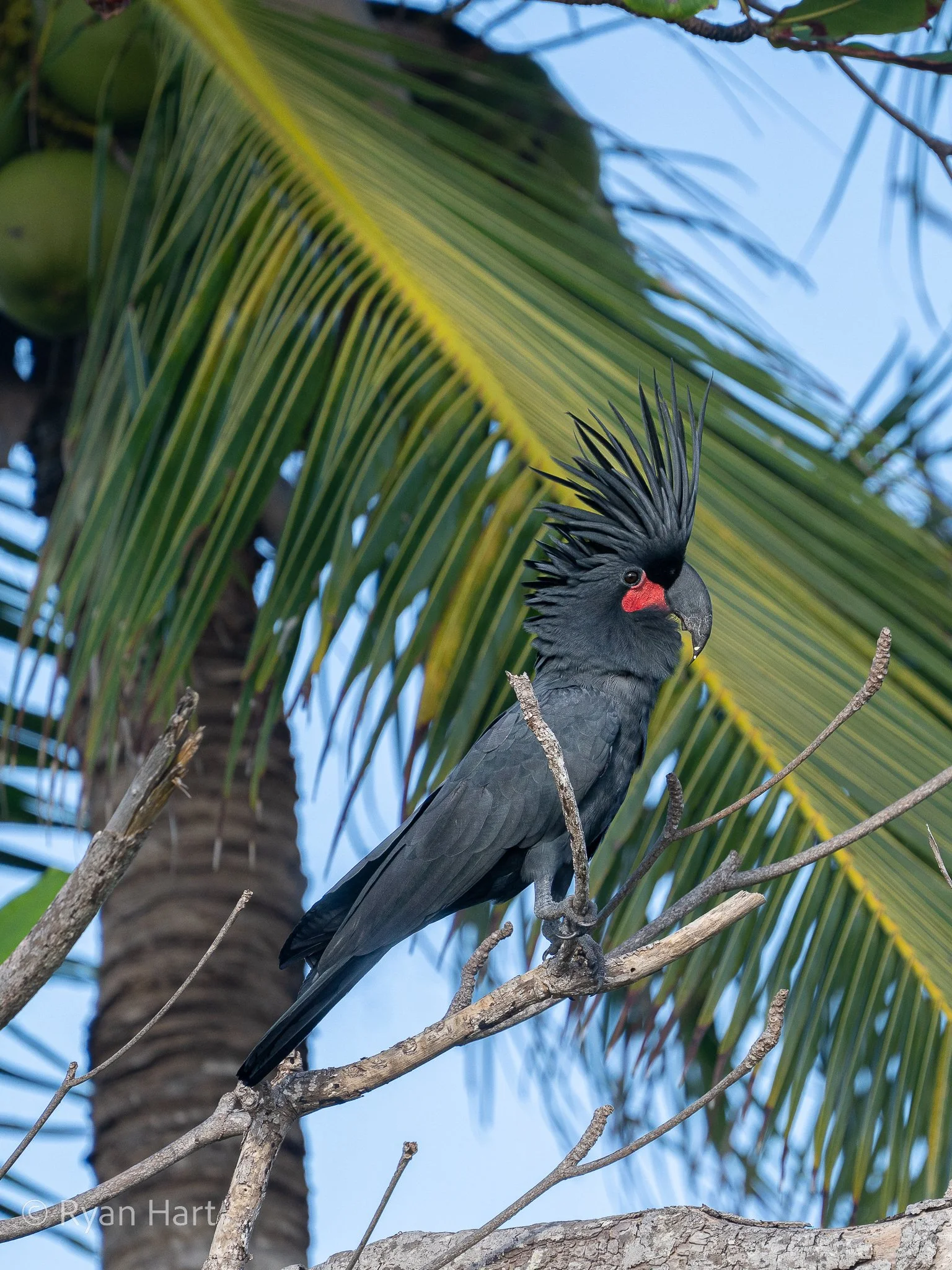 A Palm cockatoo (Probosciger aterrimus) sits on a tree branch against a background of palm tree fronds and a clear blue sky.
