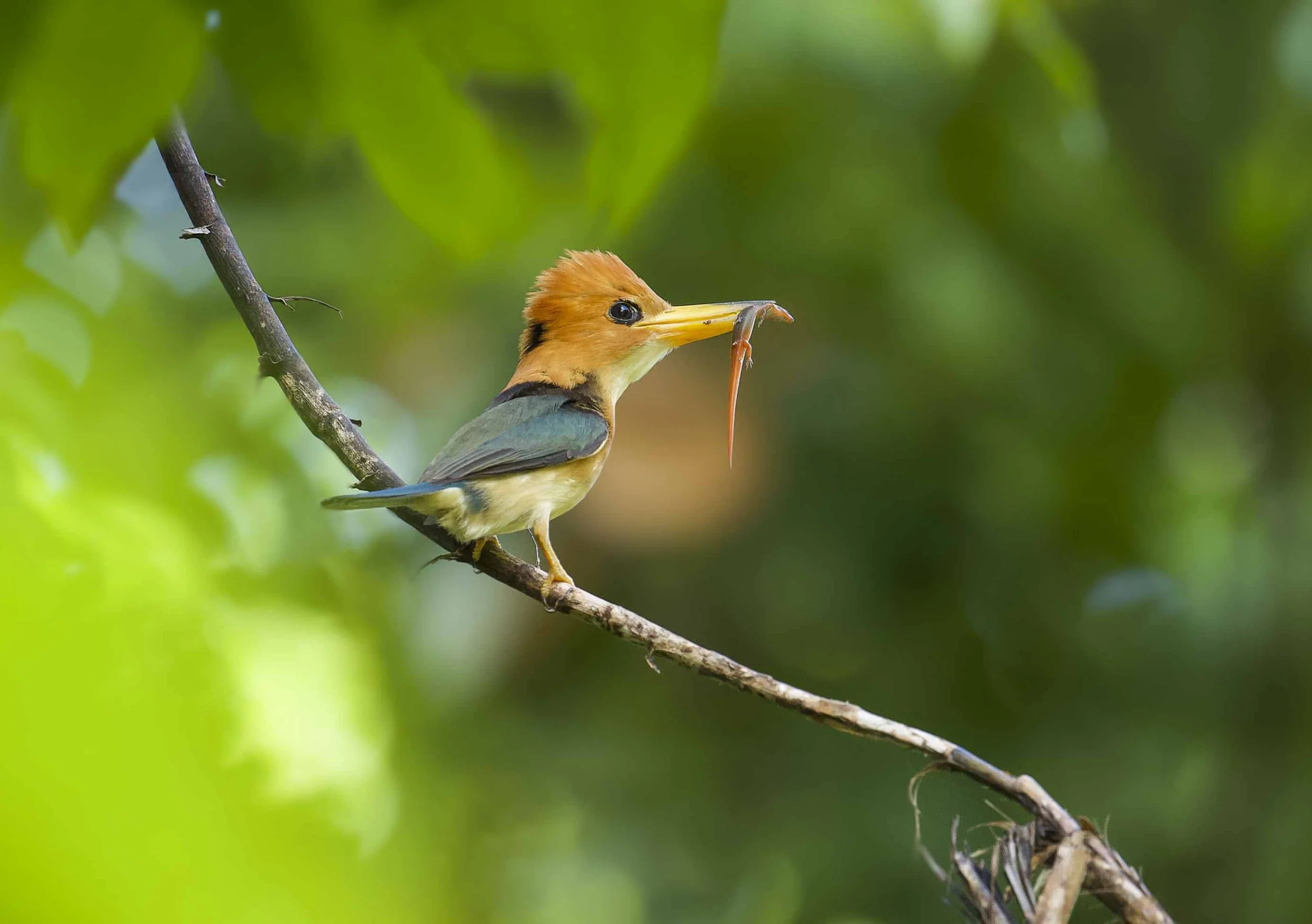 A Yellow-billed kingfisher (Syma torotoro) perched on a branch holding a small fish in its beak.