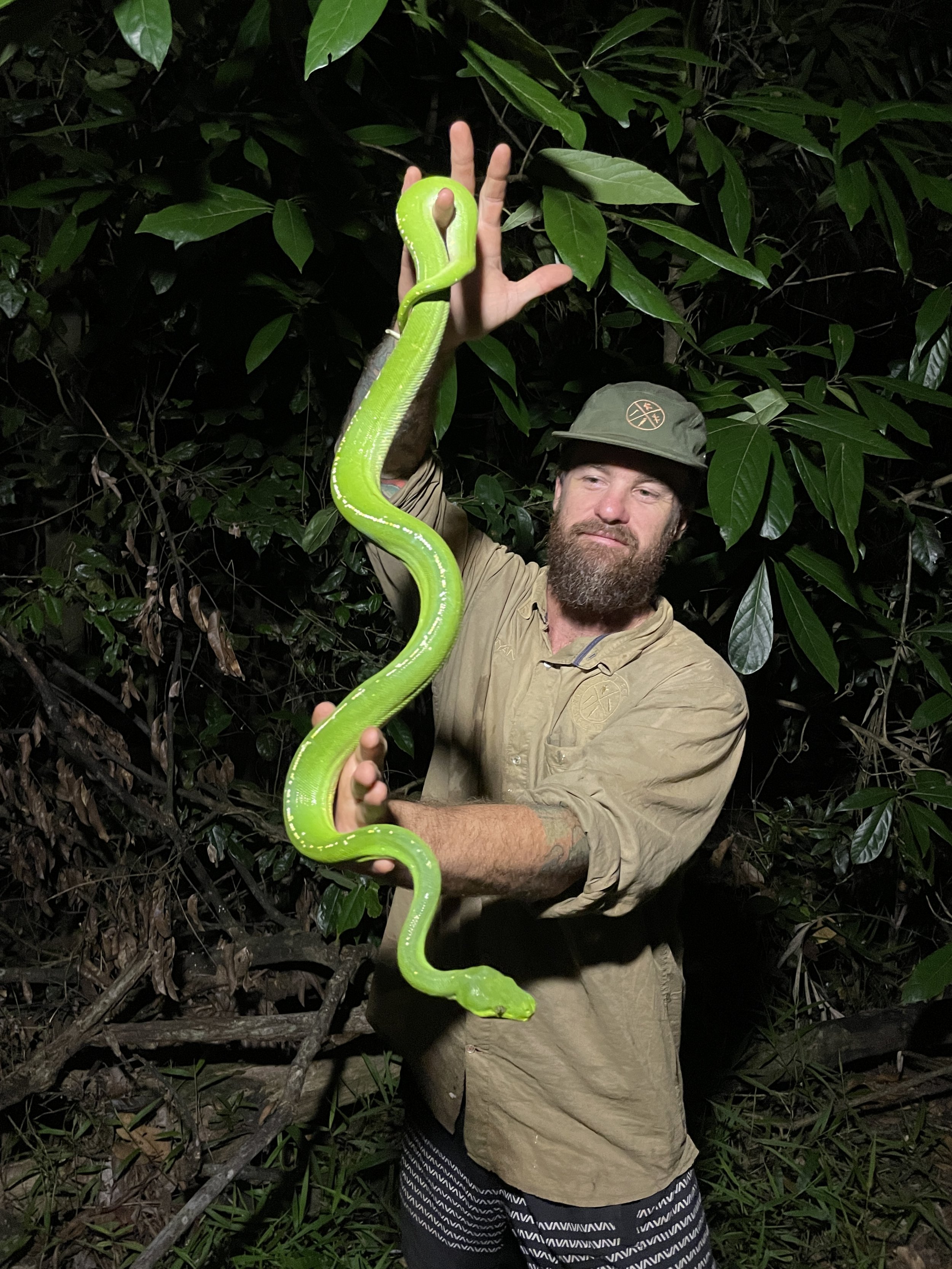 A man with a beard and wearing a hat, long-sleeve shirt, and striped shorts, holding a large Green tree python (Morelia viridis)  in a dense rainforest.