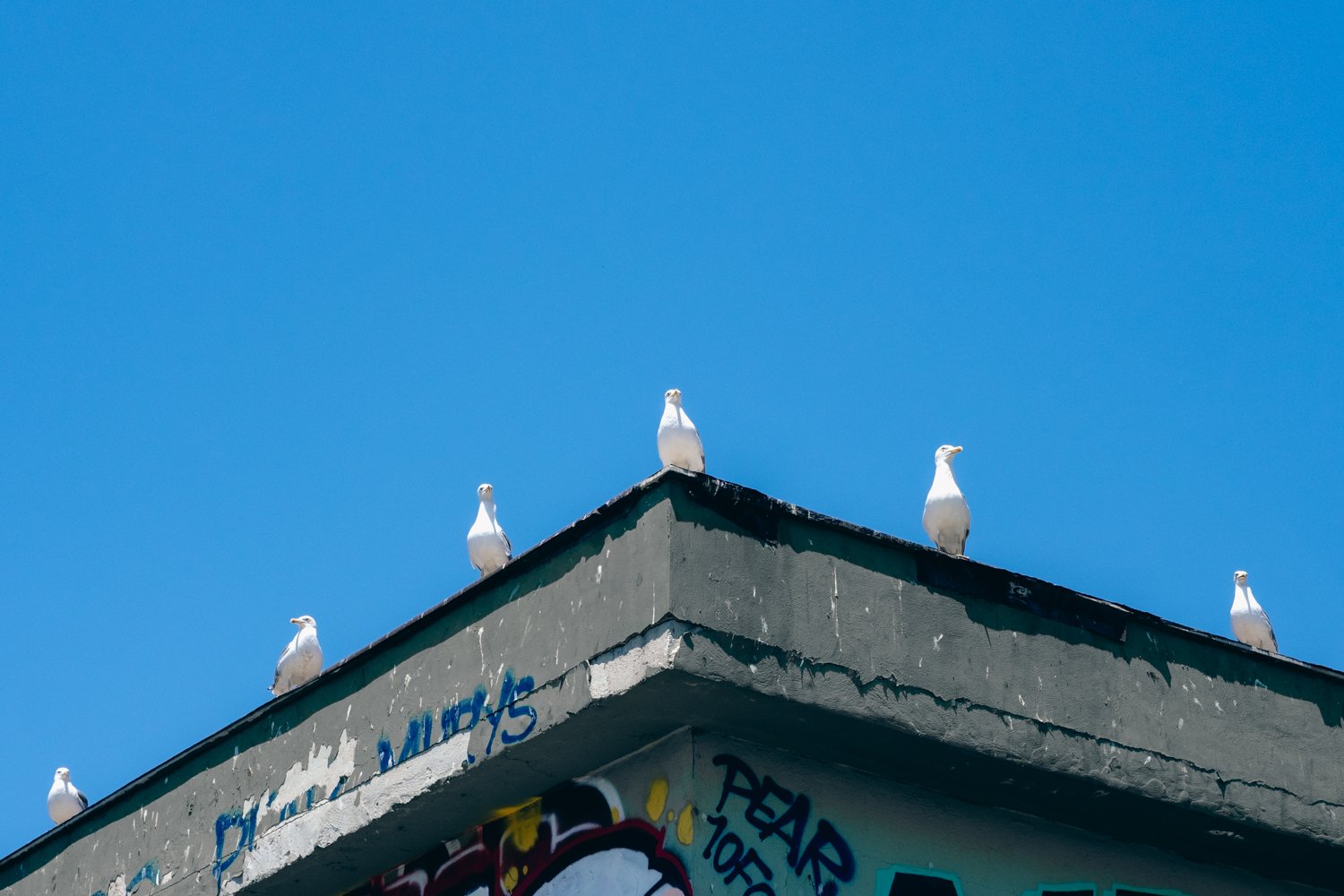 Seven white birds perched along the edge of a weathered, graffiti-covered building against a clear blue sky.