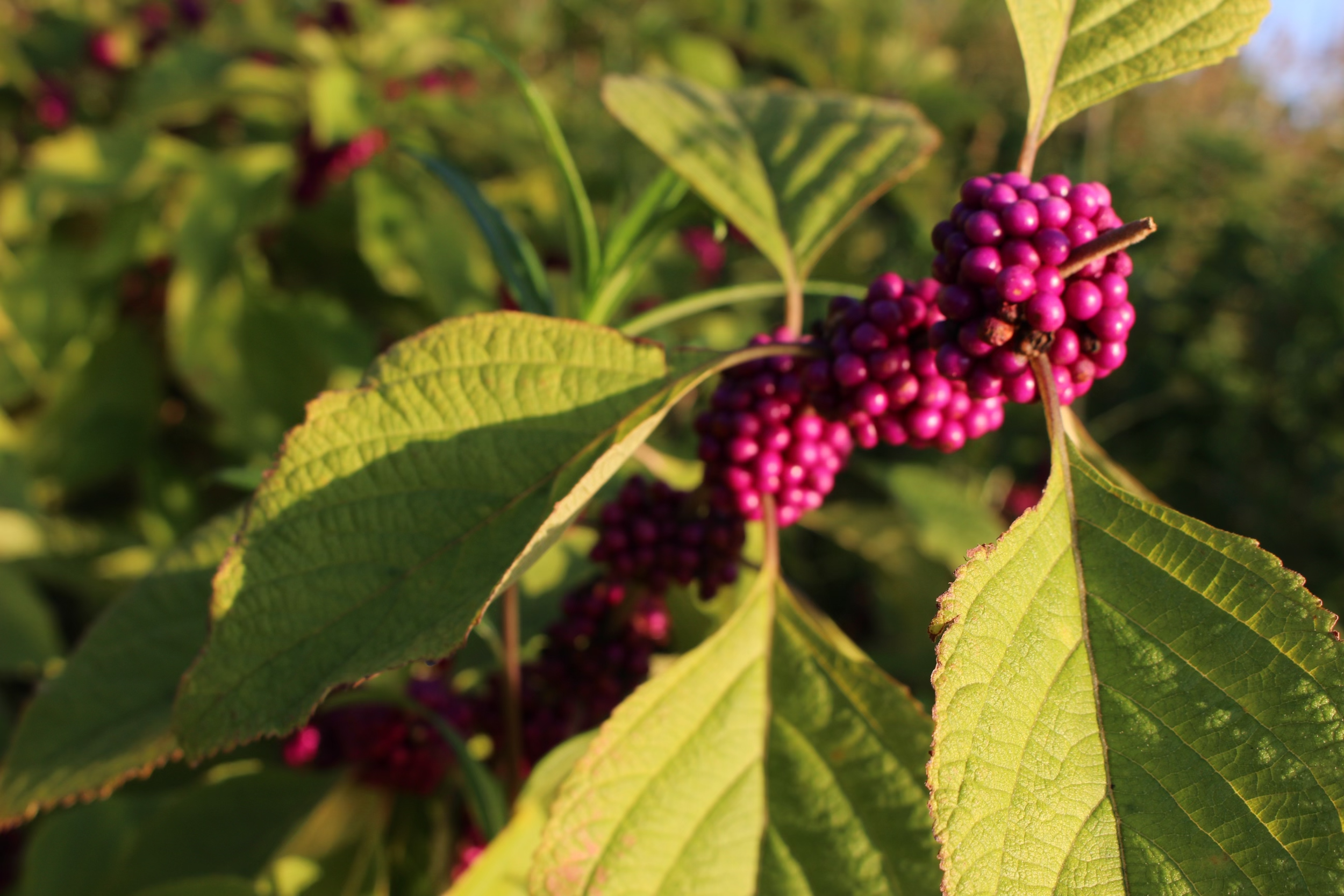 Pink Berries