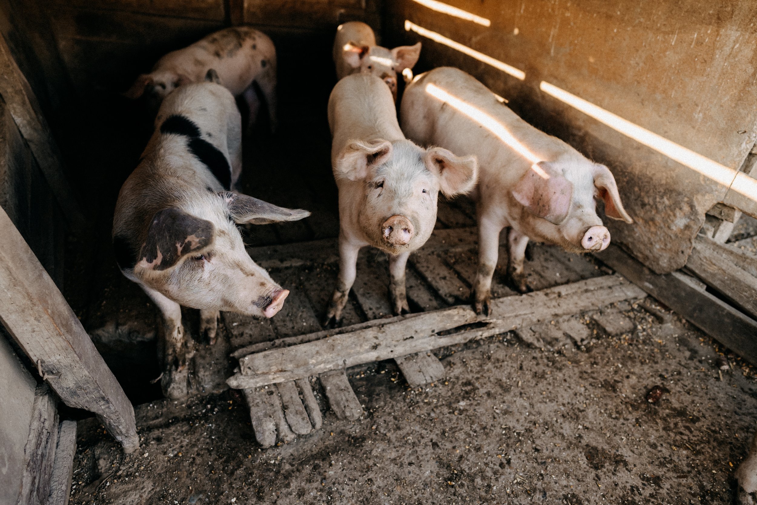 five-pigs-2024-09-14-16-50-13-utc.jpg