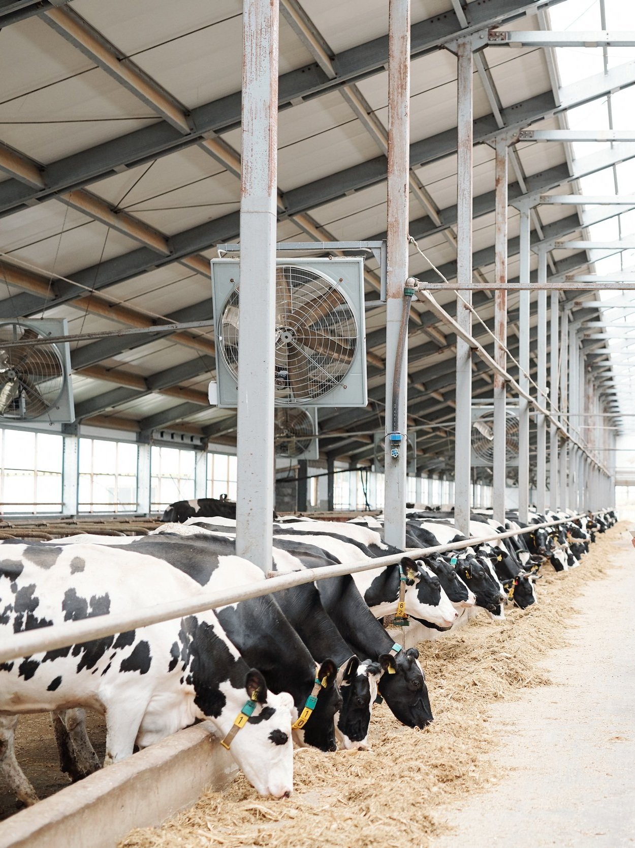 two-long-rows-of-milk-cows-eating-fresh-hay-and-ma-2023-11-27-05-10-49-utc.jpg