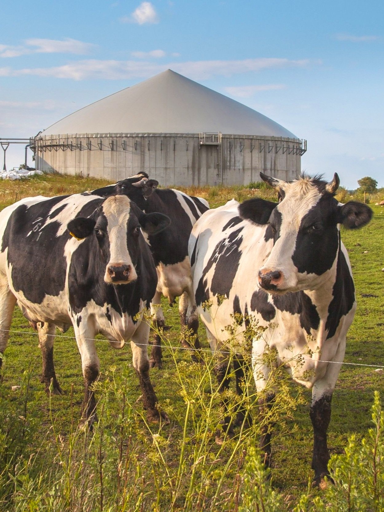 biogas-plant-with-cows-2023-11-27-05-07-36-utc.jpg