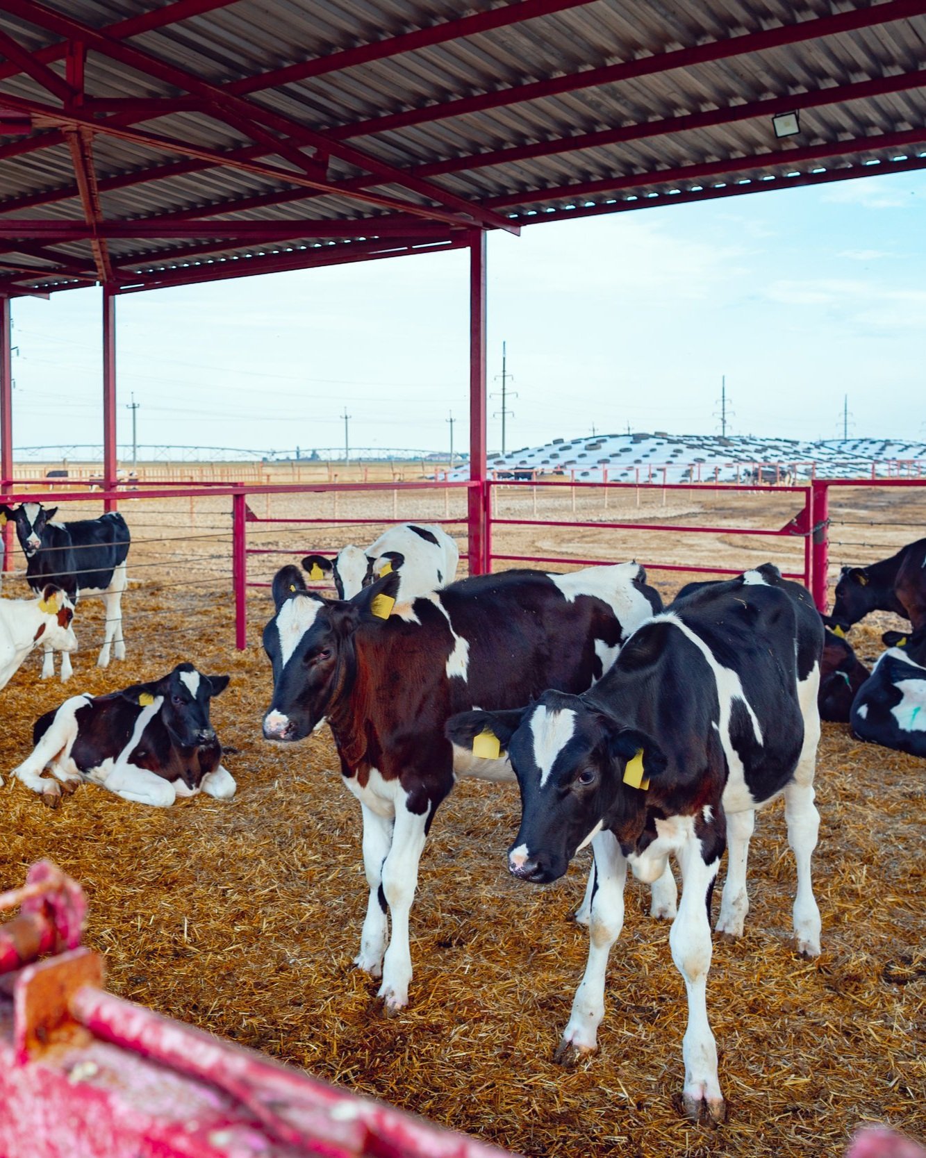 modern-outdoor-cowshed-with-herd-of-milky-cows-2023-11-27-05-18-41-utc.jpg