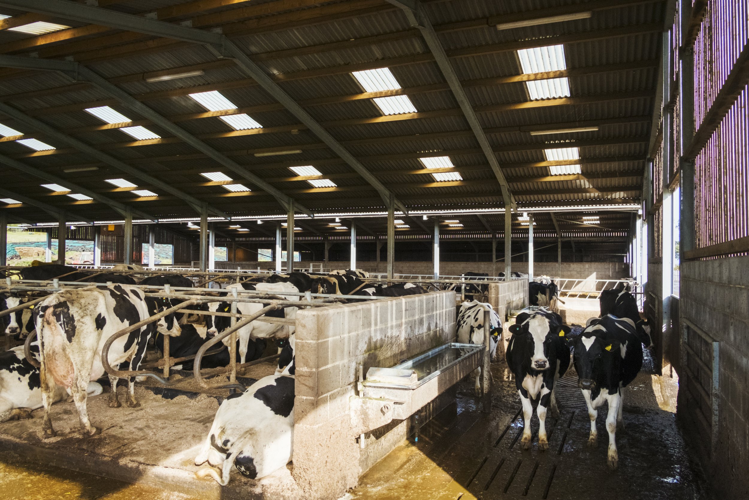 livestock-on-a-farm-cows-in-a-barn-in-winter-2023-11-27-05-21-46-utc.jpg