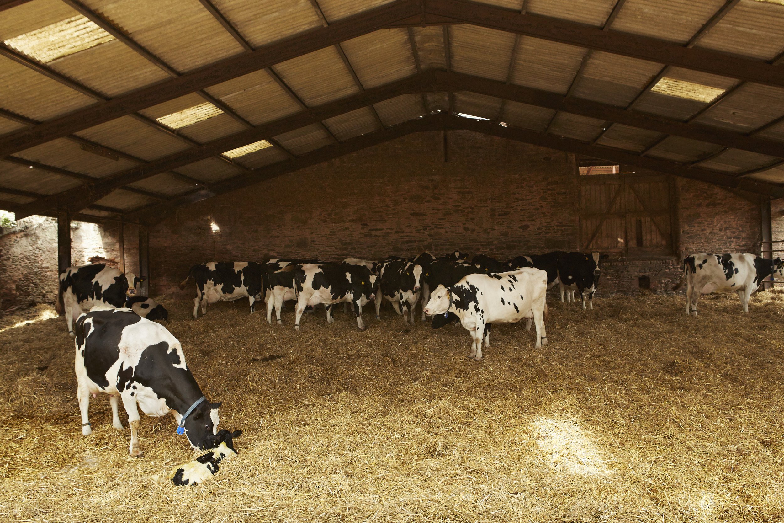 a-herd-of-cows-under-cover-in-a-barn-feeding-on-ha-2023-11-27-05-28-30-utc.jpg