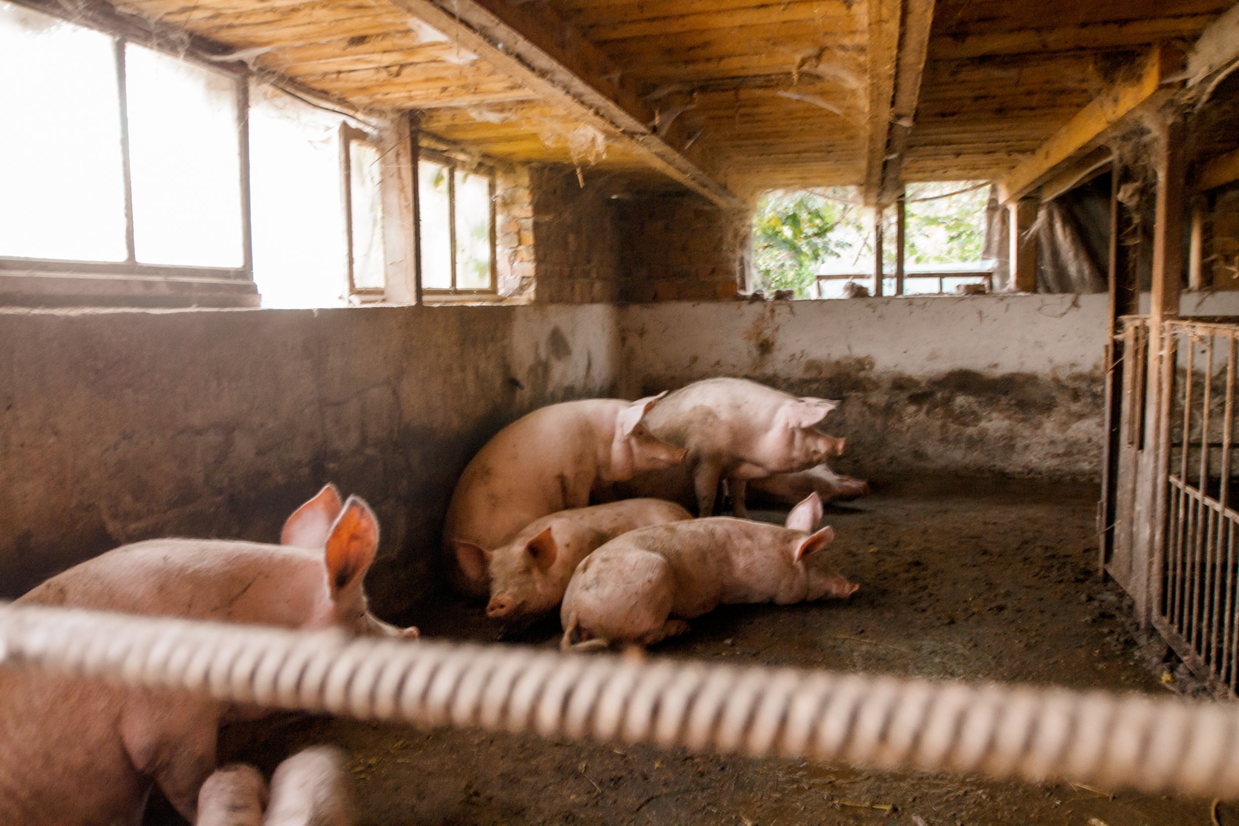 pigs-in-a-barn-on-an-organic-farm-2024-11-25-15-48-10-utc.jpg