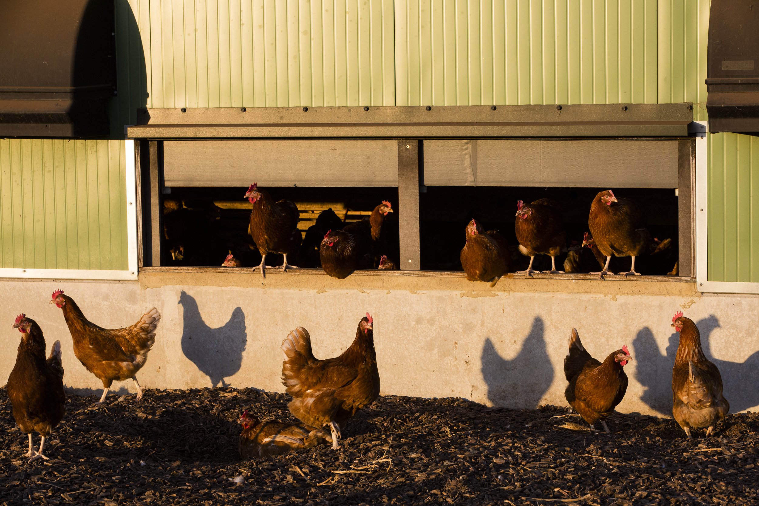free-range-chickens-by-a-hen-house-in-the-early-m-2023-11-27-05-29-43-utc.jpg