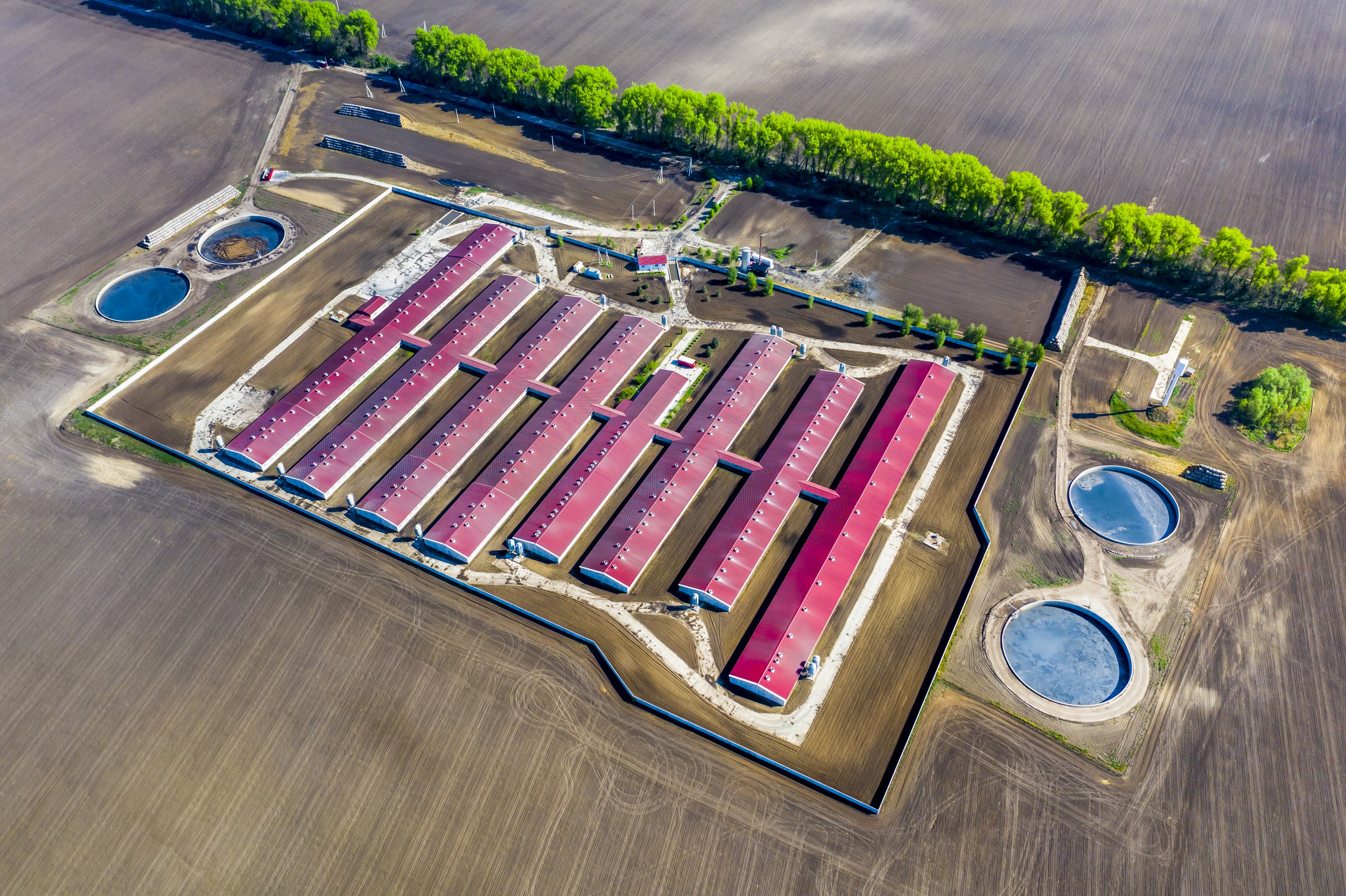 aerial-view-of-a-large-pig-farm-on-an-agricultural-2023-11-27-04-48-56-utc.jpg