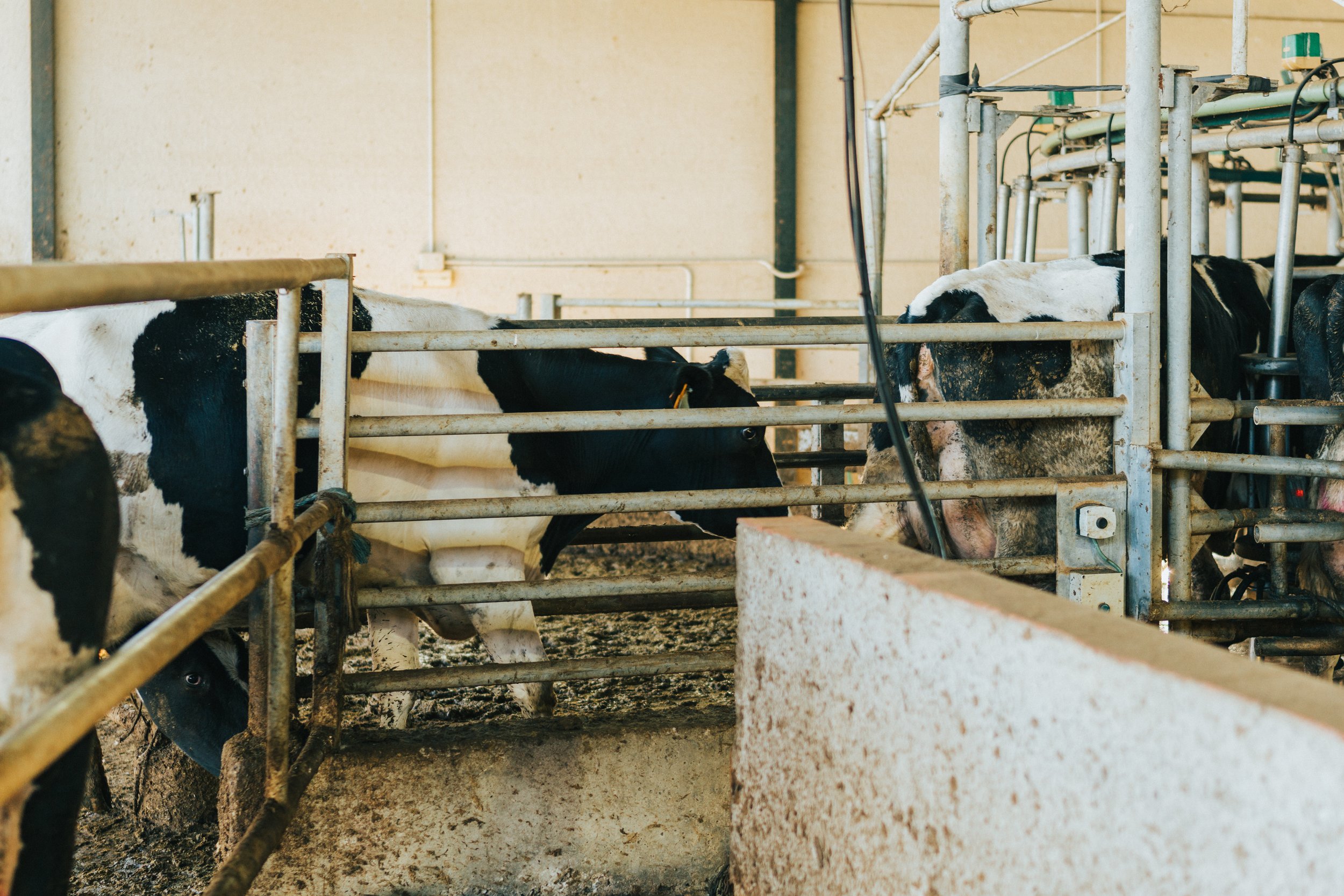 cows-entering-the-rotary-milking-parlour-one-at-a-2024-10-16-12-41-40-utc.jpg