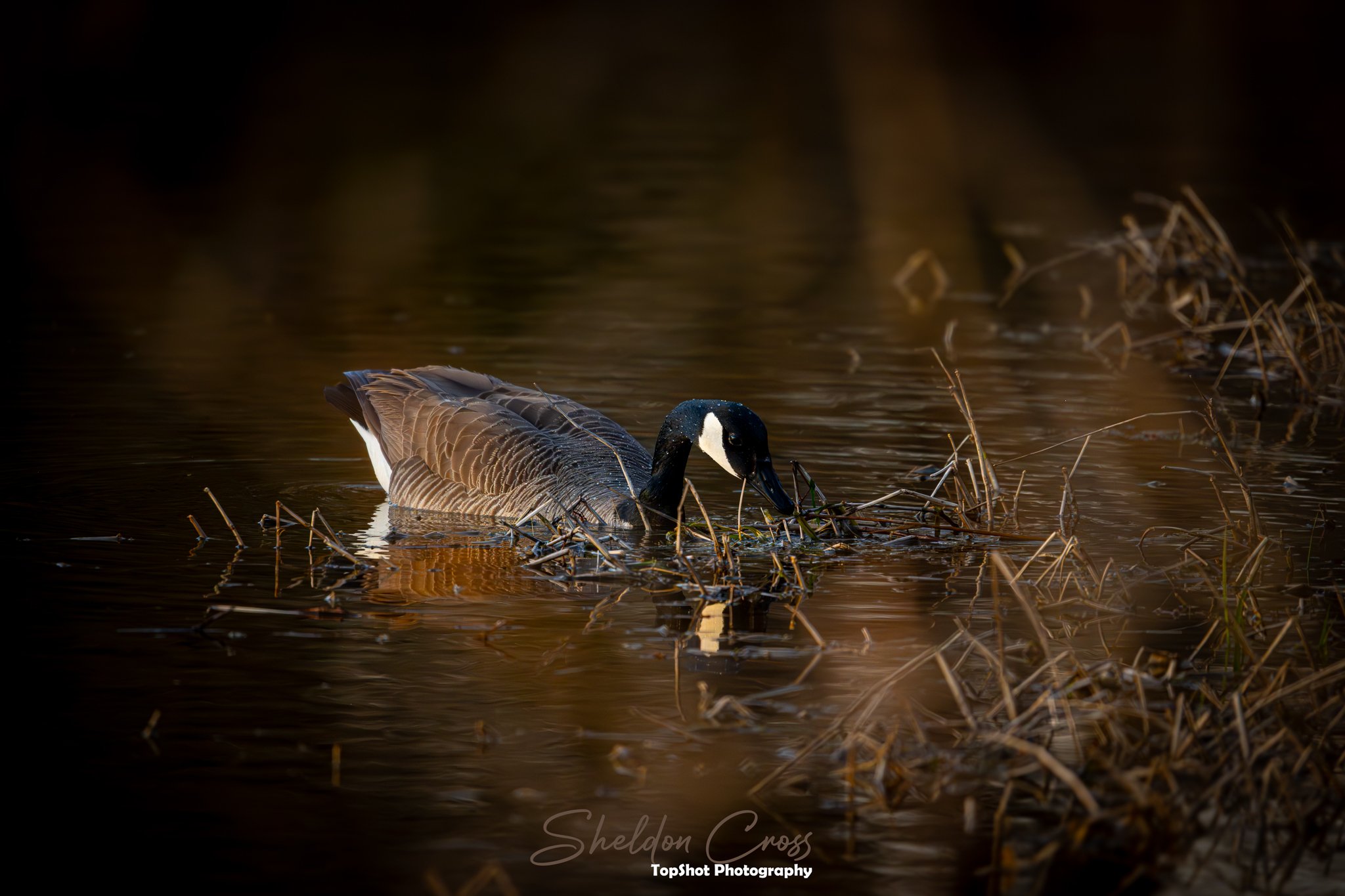 Evening on the Water