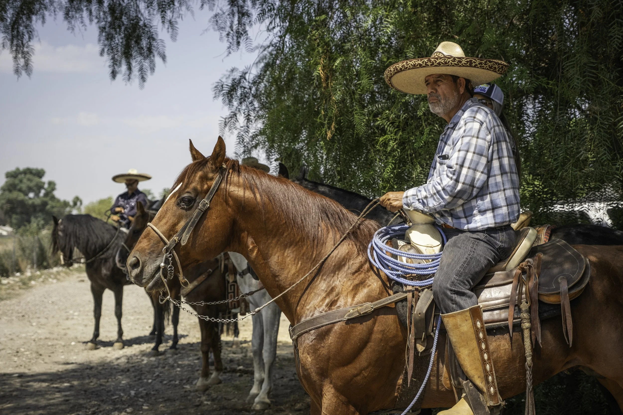 Charro riding his horse before cabalgata.