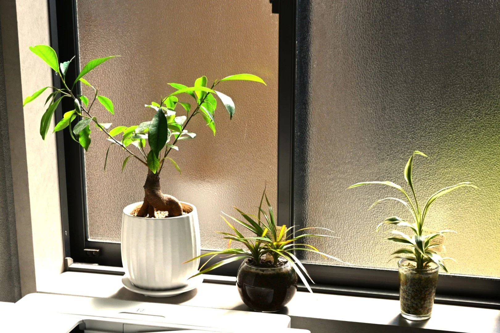 08 窓際植物.JPG
