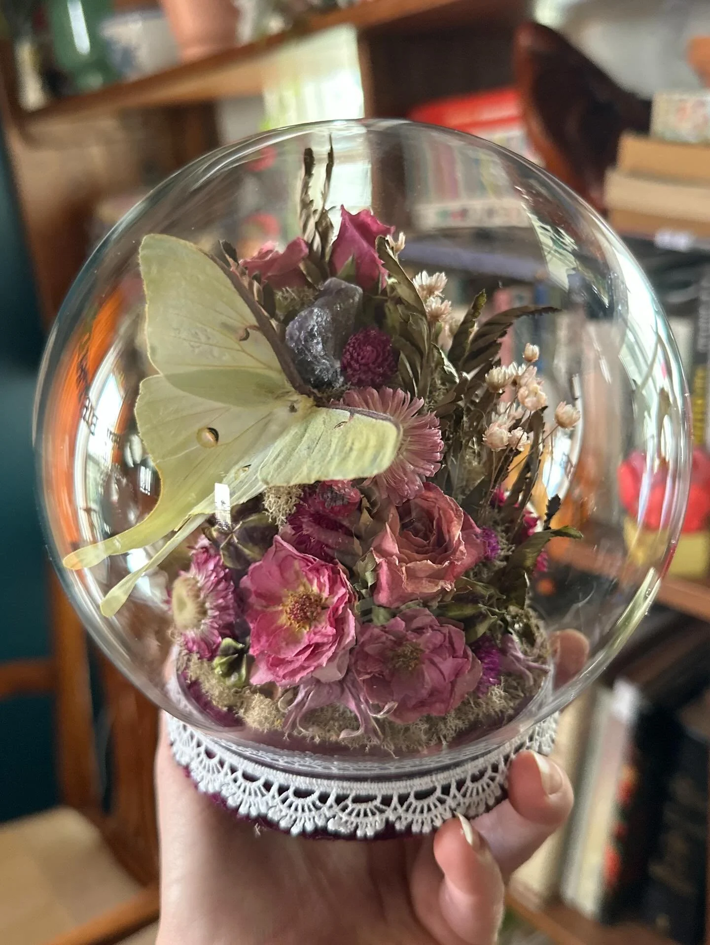 Luna Moth Globe

#Luna #lunamoth