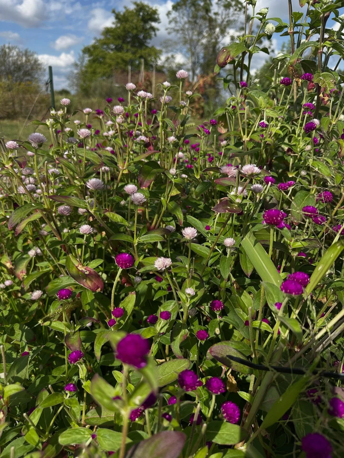 From the garden&hellip;just some of the plants I grow to dry that I fill my herbariums with.
1- gomphrena
2- spilanthes (toothache plant)
3- 🐸 
4- 🦋 
5- helichrysum (strawflower)
6- 🧠
