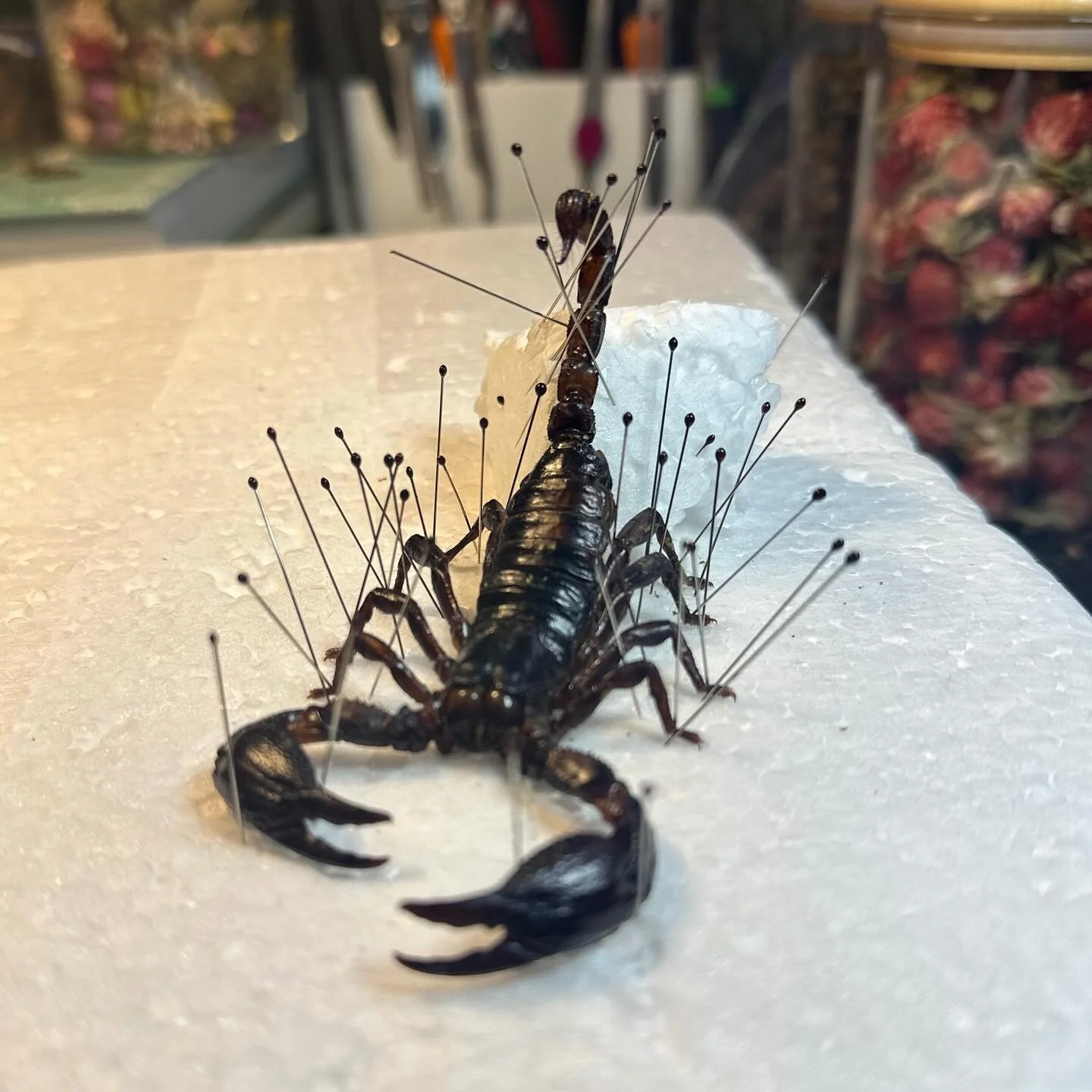 Teaching myself how to pin a scorpion!