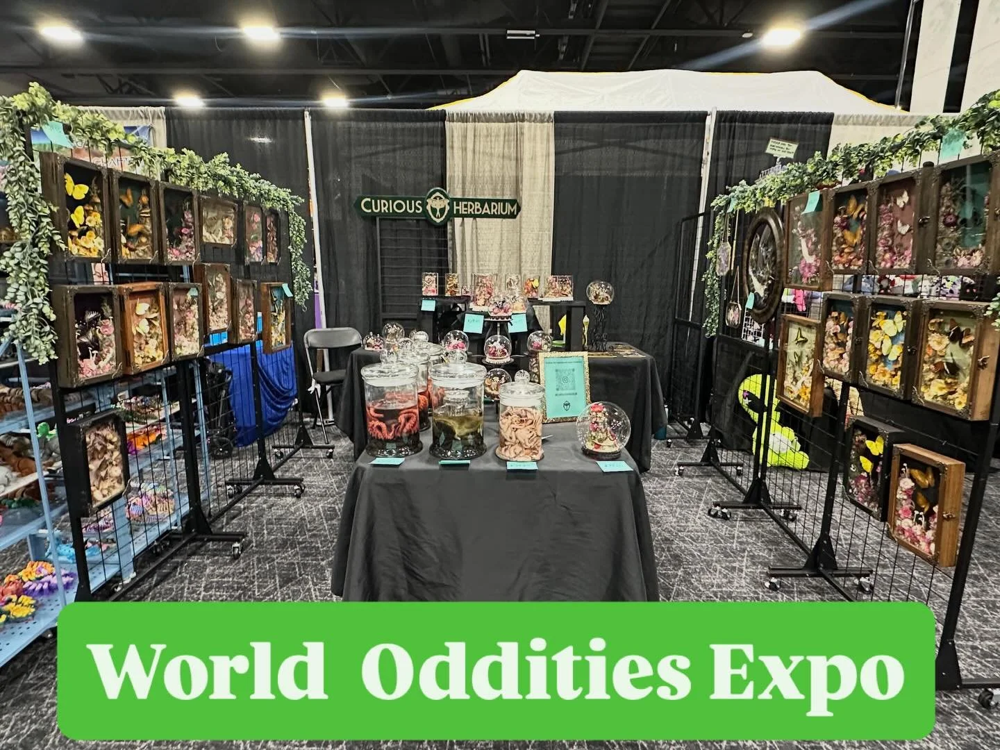 World Oddities Expo @ Sharonville  Convention Center! Here till 7 today, and tomorrow too. Come find something strange &amp; unusual, handmade &amp; unique. 

Fun fact: this is my one year anniversary of opening Curious Herbarium.

@worldodditiesexpo