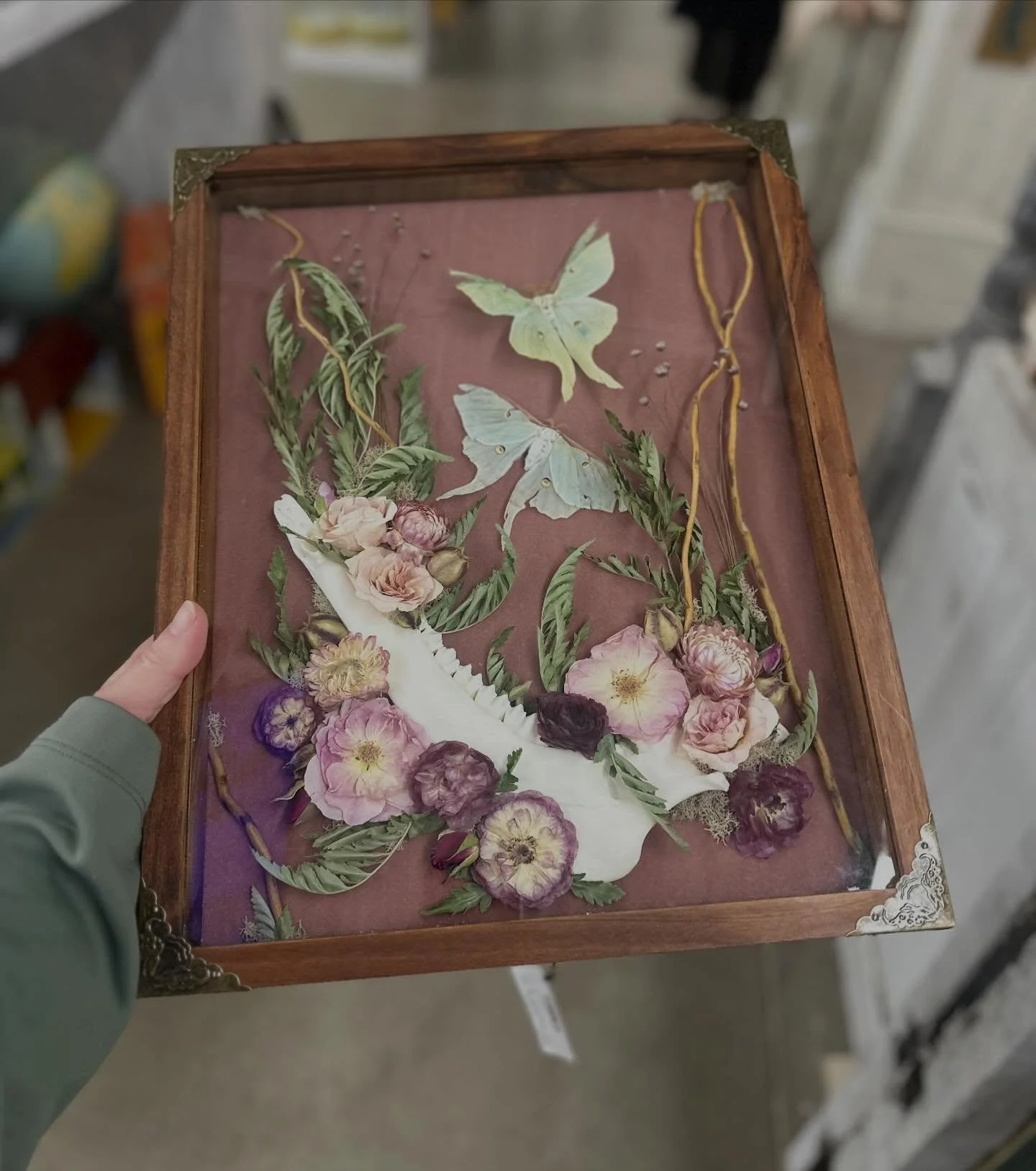 Some Luna moths I raised last year &amp; a deer jawbone! Located at @antiquesvillage