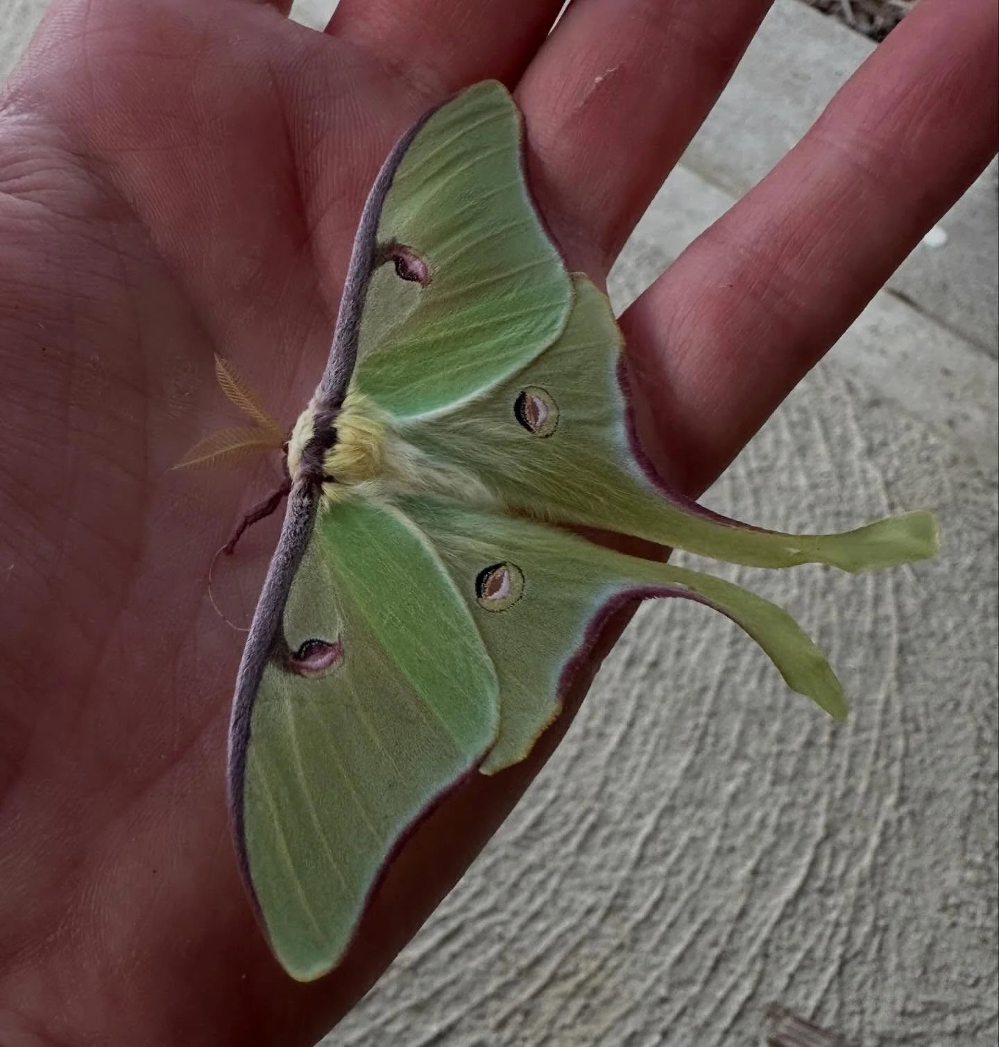 The tiniest Luna moth emerged yesterday <3