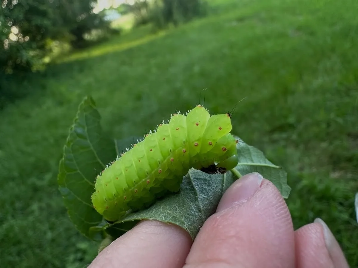 Caterpillar 🐛 update from yesterday