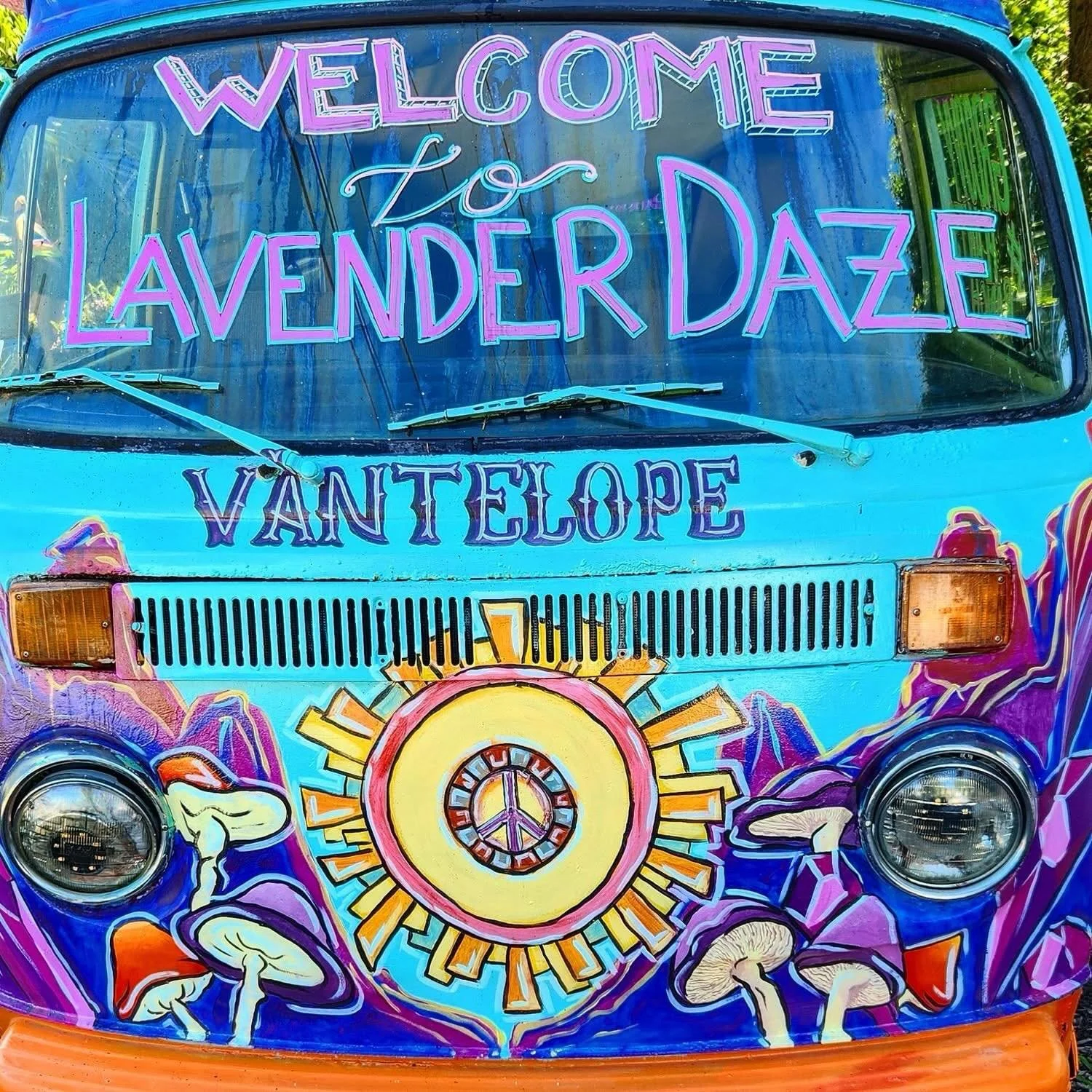 Come join us for the last day of Lavender Daze here at Groovy Plants Ranch!!!