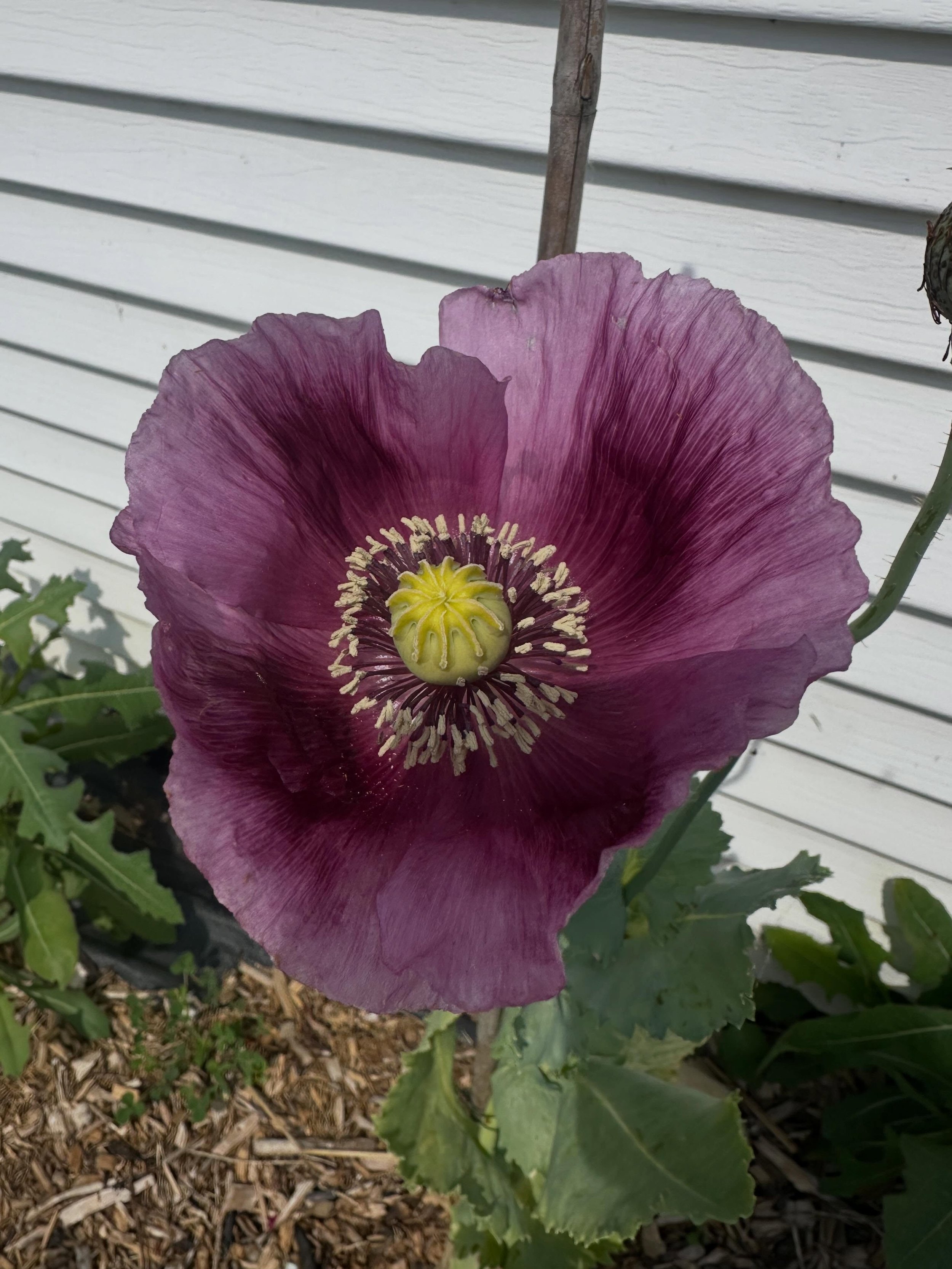 Getting ready for World Oddities Expo in Louisville, KY this weekend. Fitting in the gardening where I can!