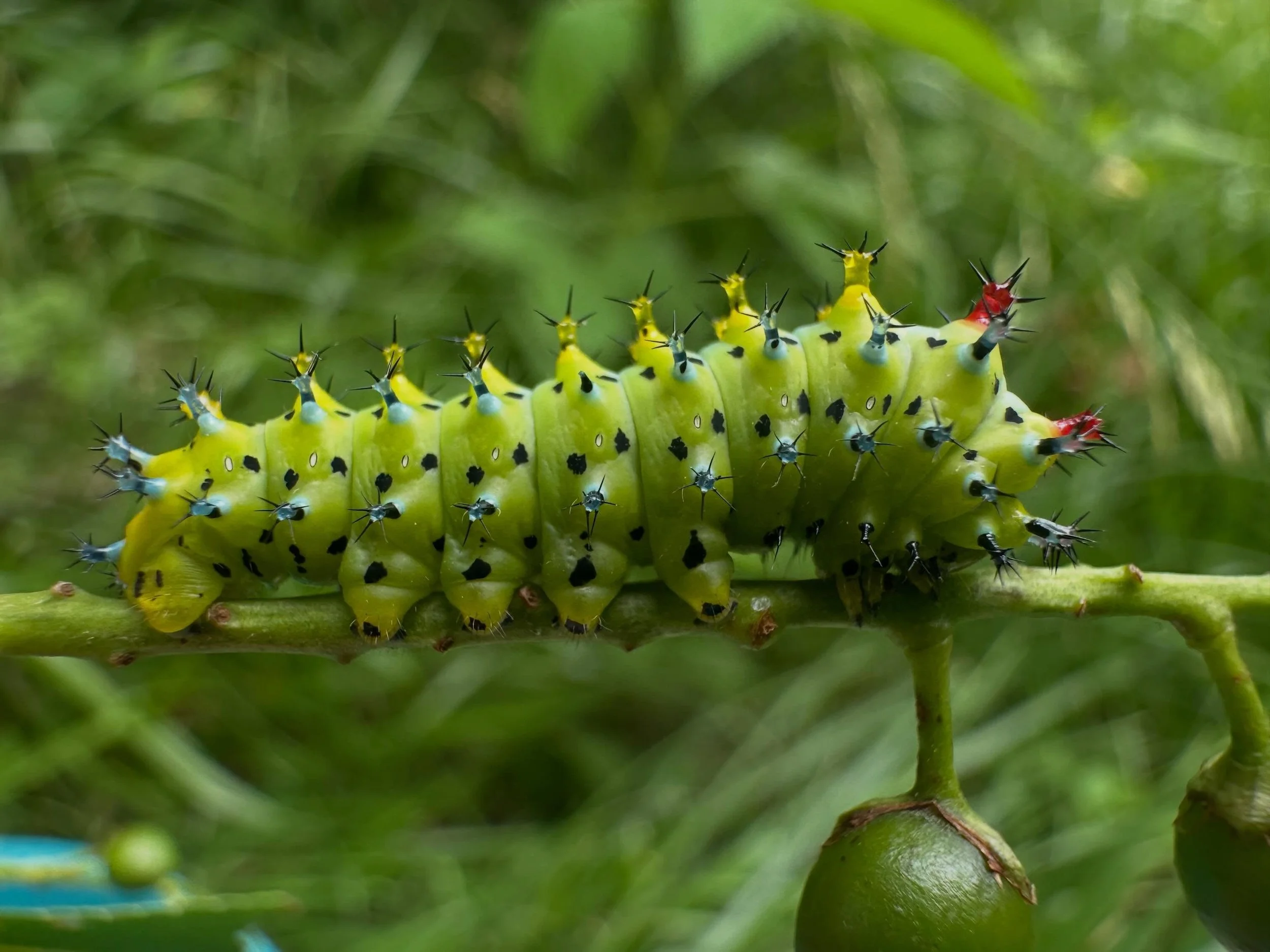 Cecropia caterpillars I&rsquo;m raising🐛
