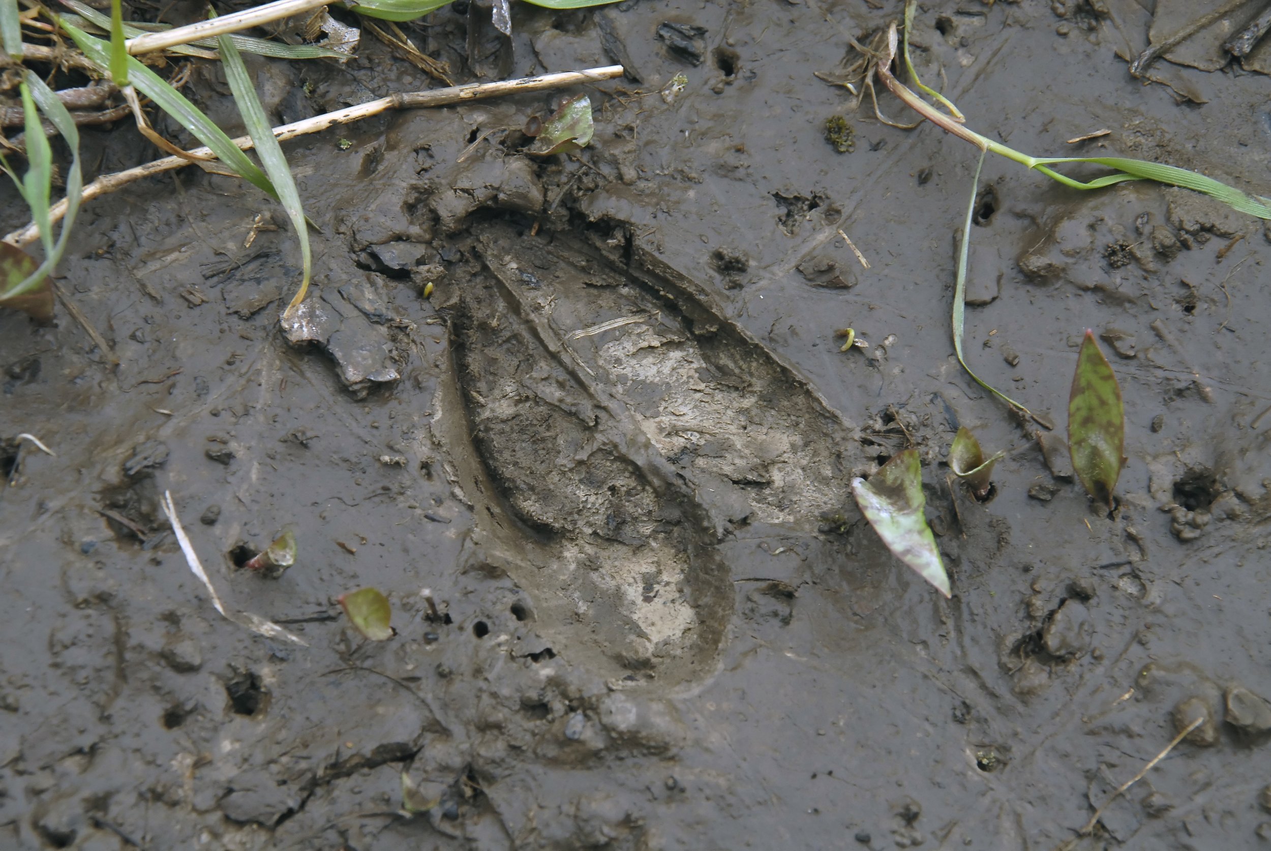 Understanding VOCs – What They Are and Why They're Invisible but Critical in Hunting