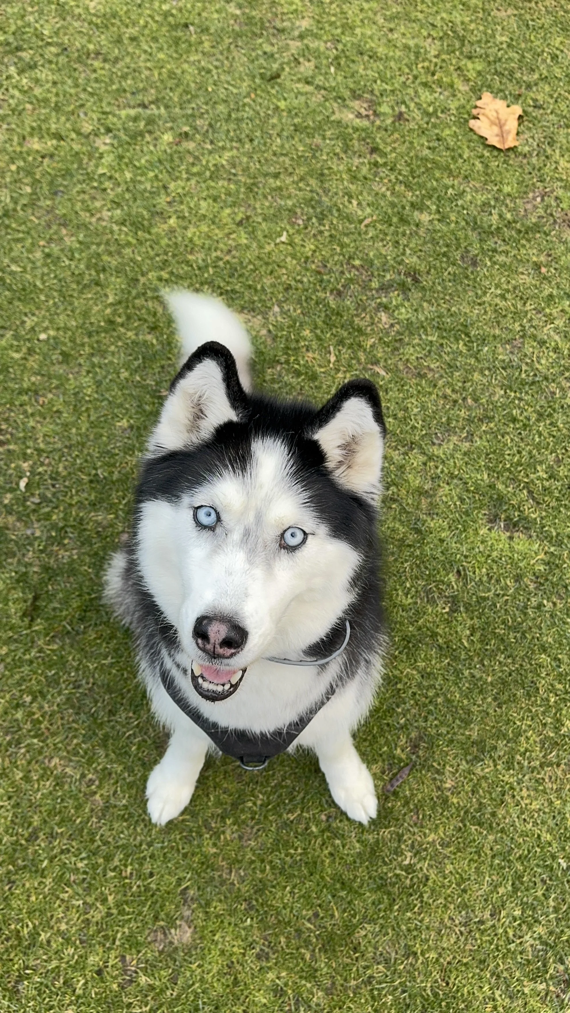 a picture of a smiling, happy husky dog