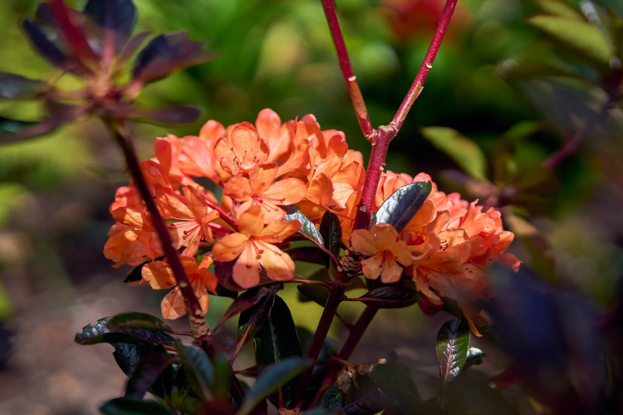 Pattern artist inspiration lies outdoors in nature