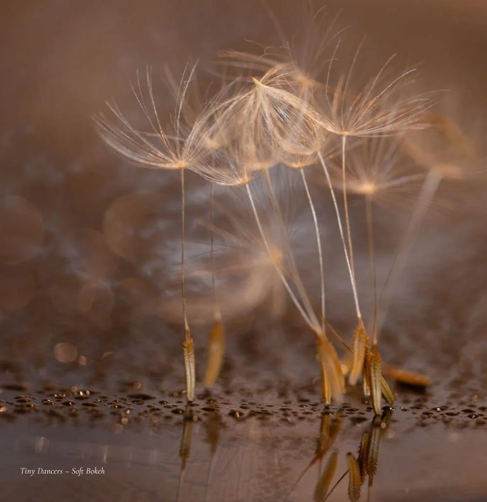 Tiny Dancers - Soft Bokeh