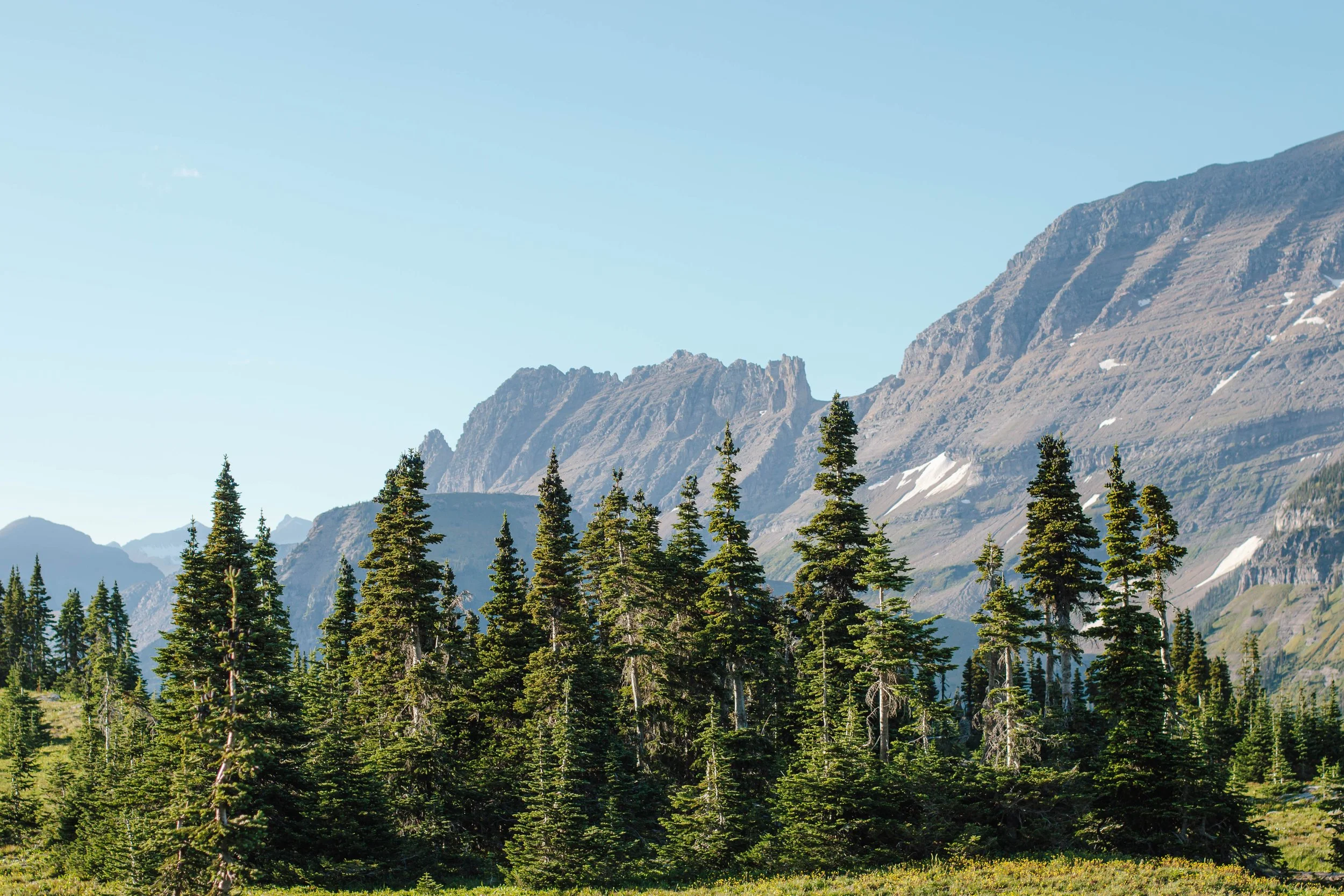 trees and mountains in glacier national park