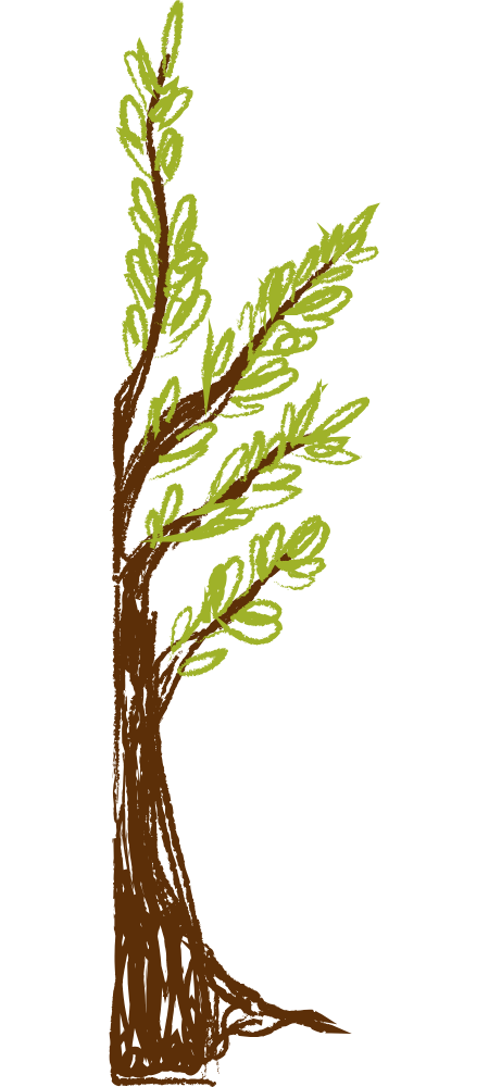 right side of a drawing of a tree