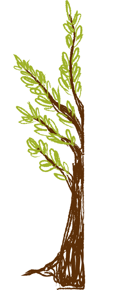 left side of a drawing of tree