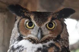 Flight Patterns and Hunting Tendencies of The Great Horned Owl