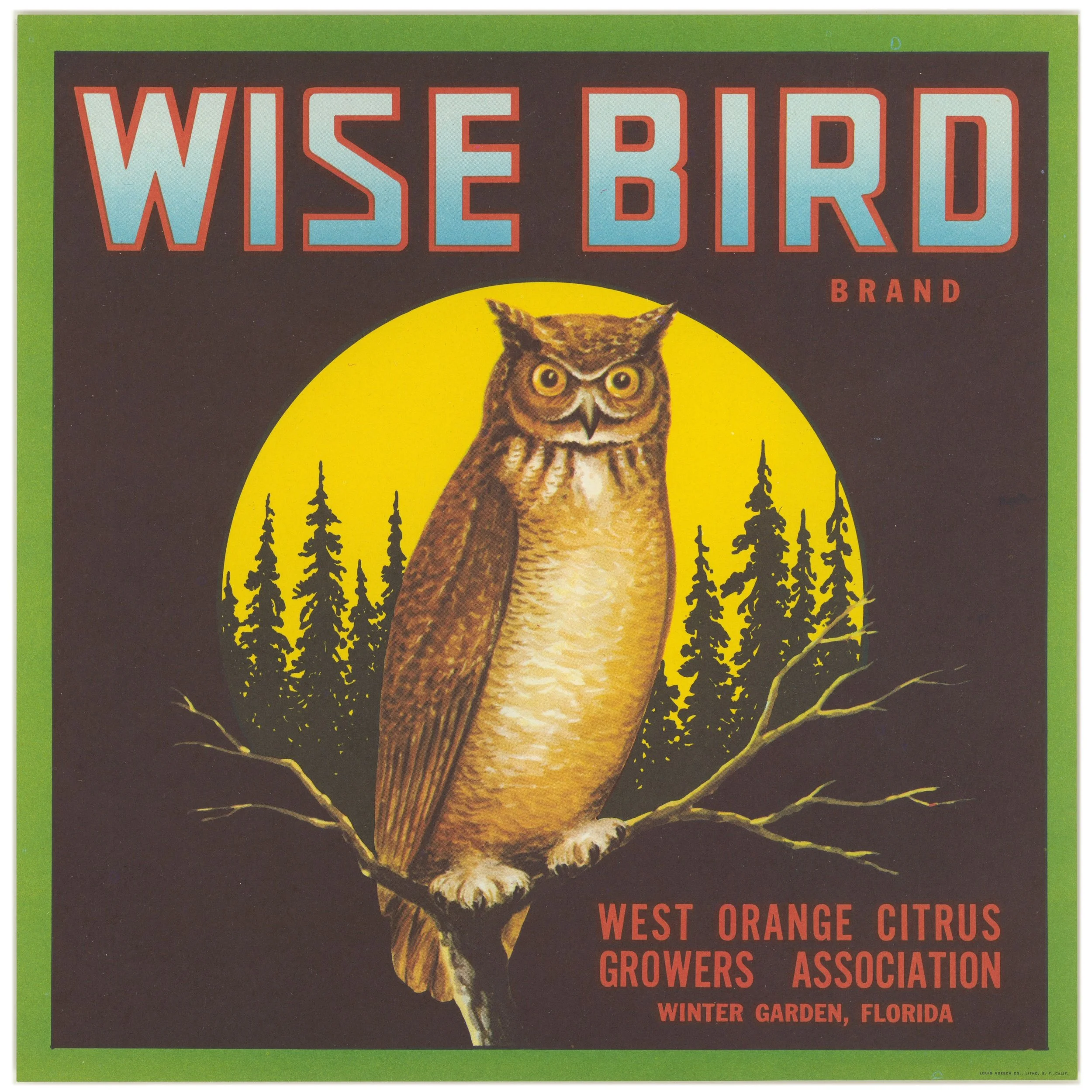 a Wise bird