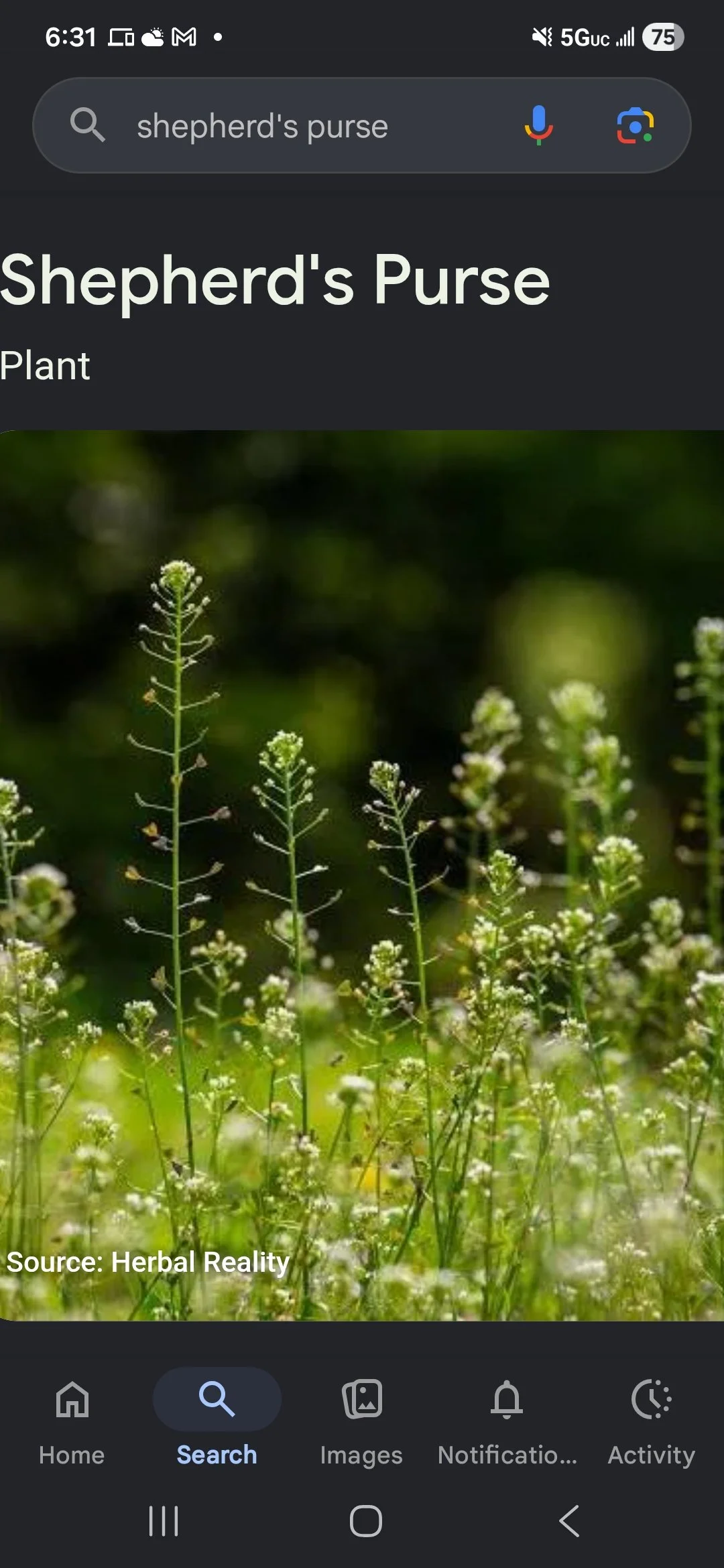 Close-up image of small green plants with tiny white flowers in a natural outdoor setting.