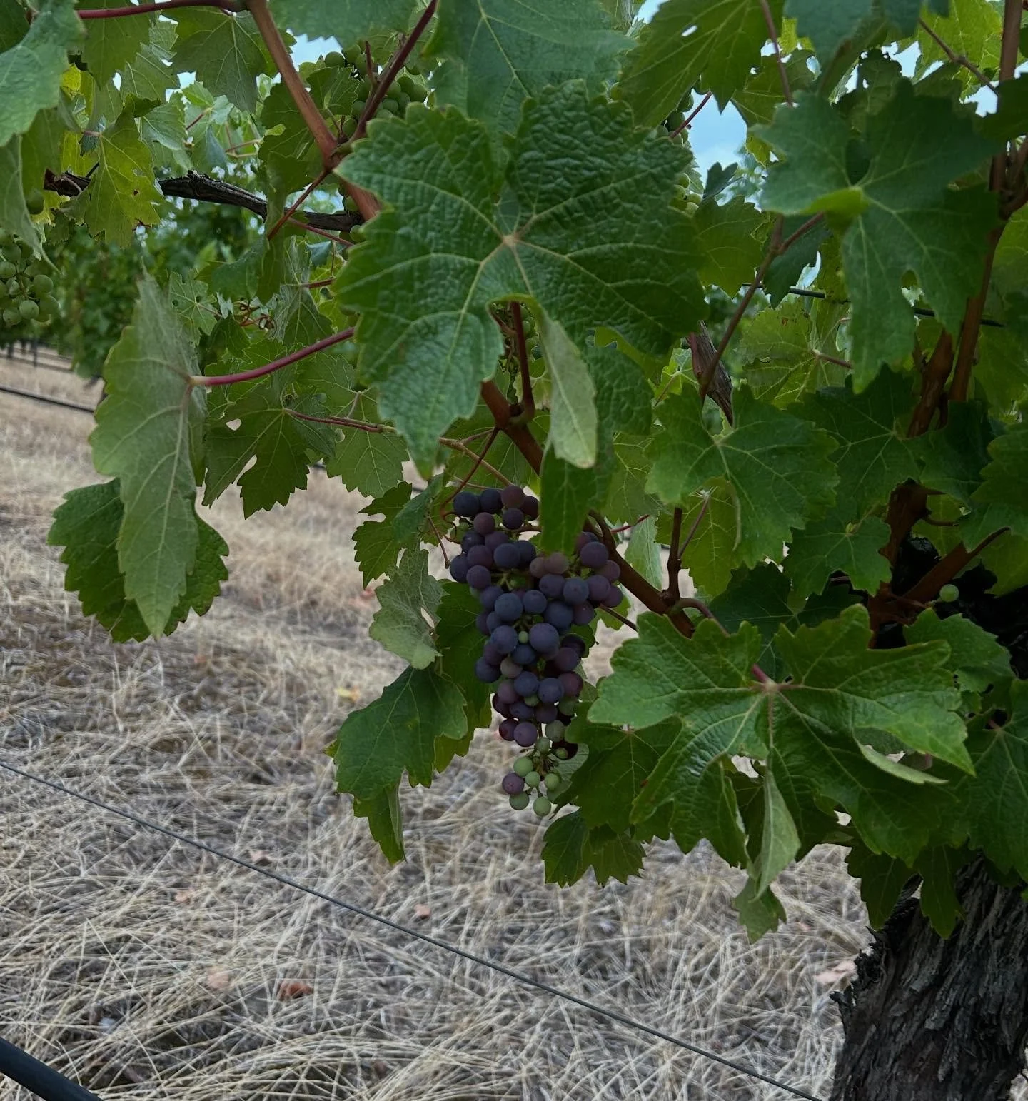 A busy time of the year- and progress in the vineyard is coming along nicely, fruit looking very good 👌

🍇🍇🍇

@great_southern_wine_region 
#porongurupwesternaustralia #greatsouthernproduce #wawines #2026vintage