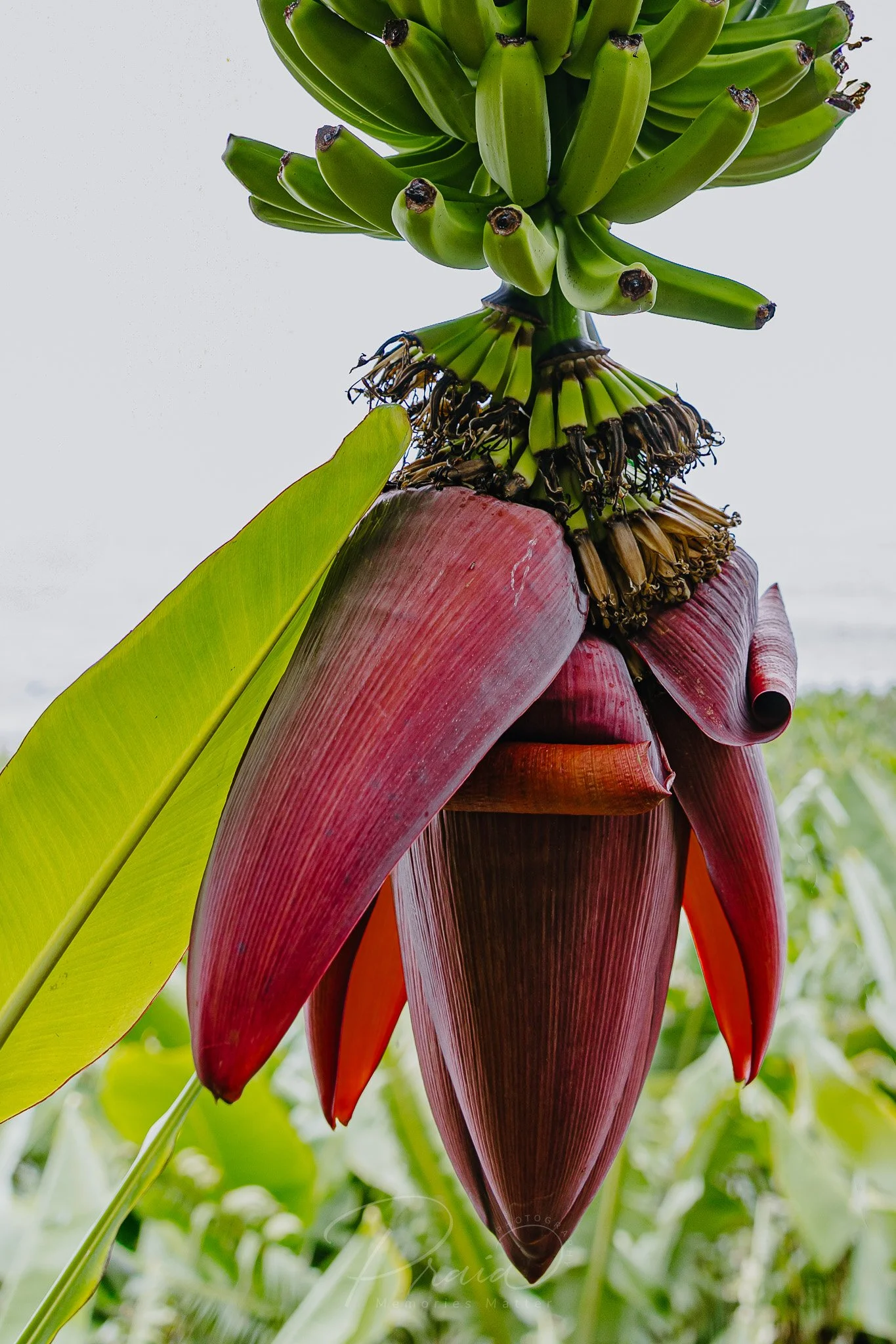 Banana Blossom