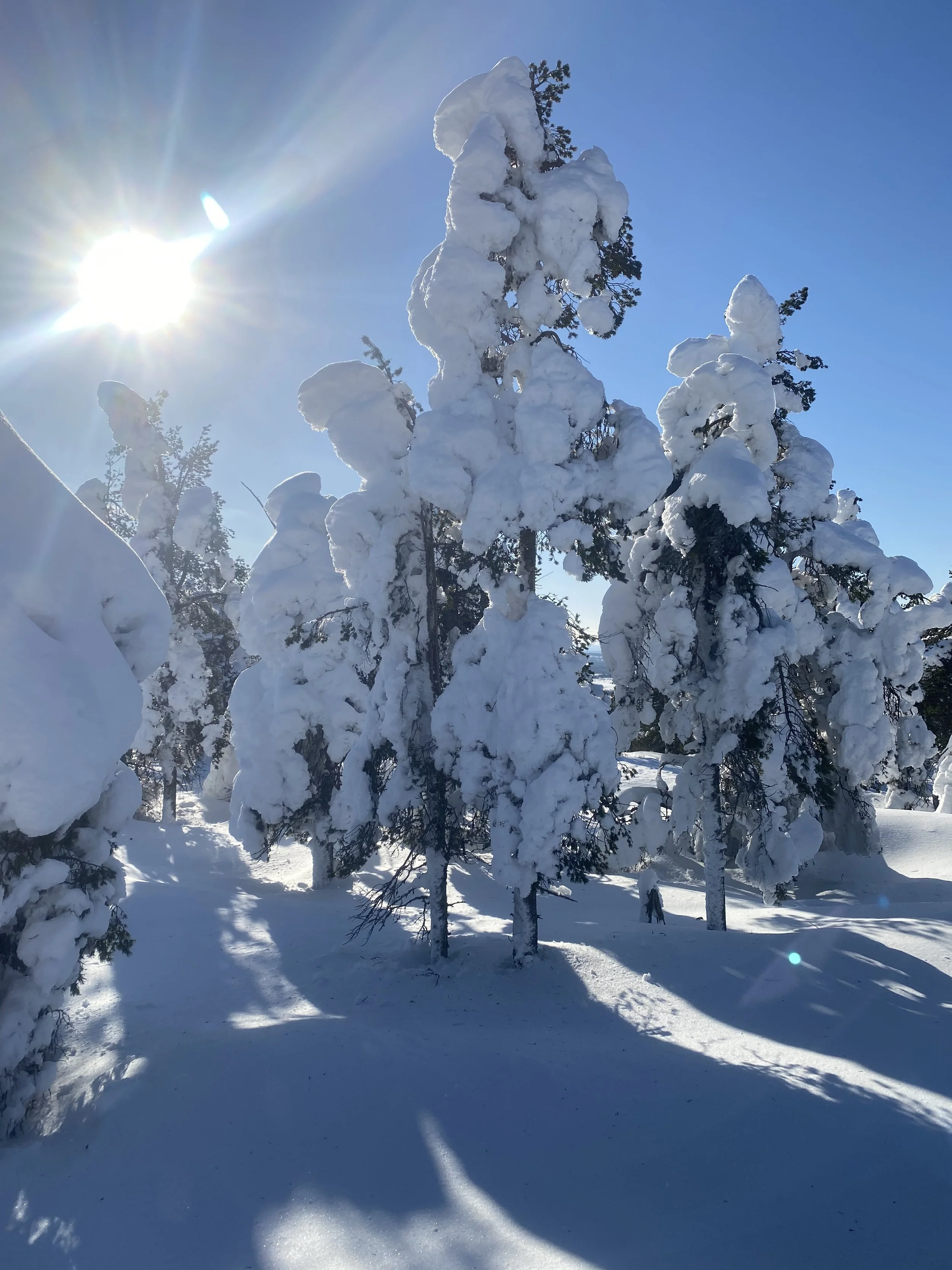 What Should I Know Before Booking a Lapland Holiday in Winter Wonderland?