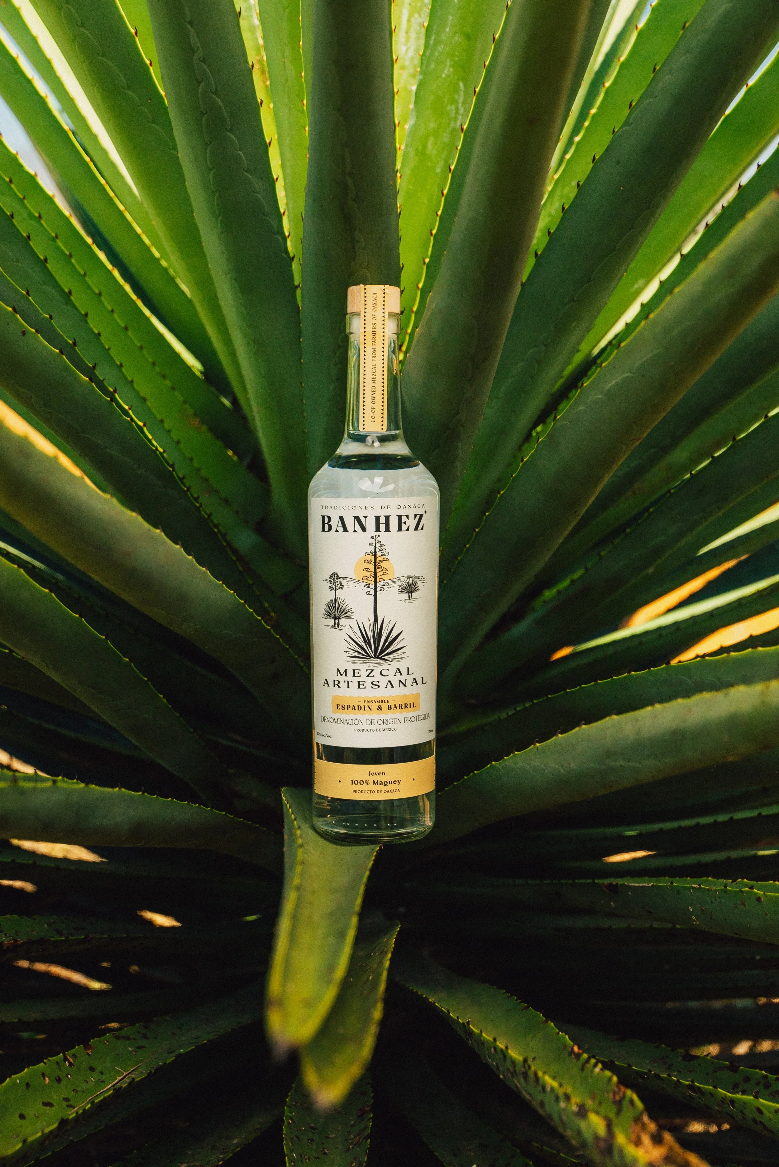 Banhez Ensamble Mezcal Artesanal on an agave plant