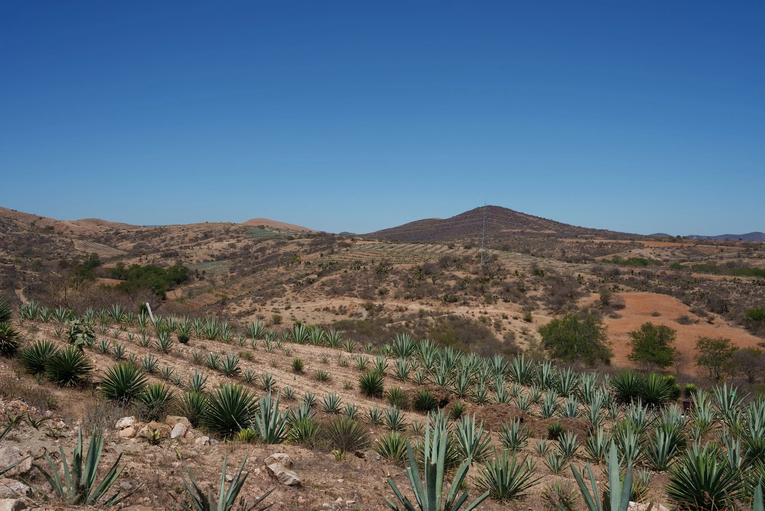 Field of agave (espadin and barril) from ejutla from Drinking Life Website